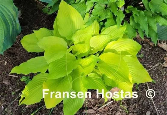 Hosta Ava Ann-photo-made-by-Jim-Heinz-2.jpg