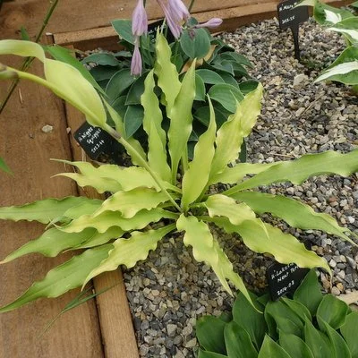 Wiggles and Squiggles 400.JPG