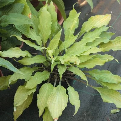 Totally-Twisted-Fransen Hostas.jpg