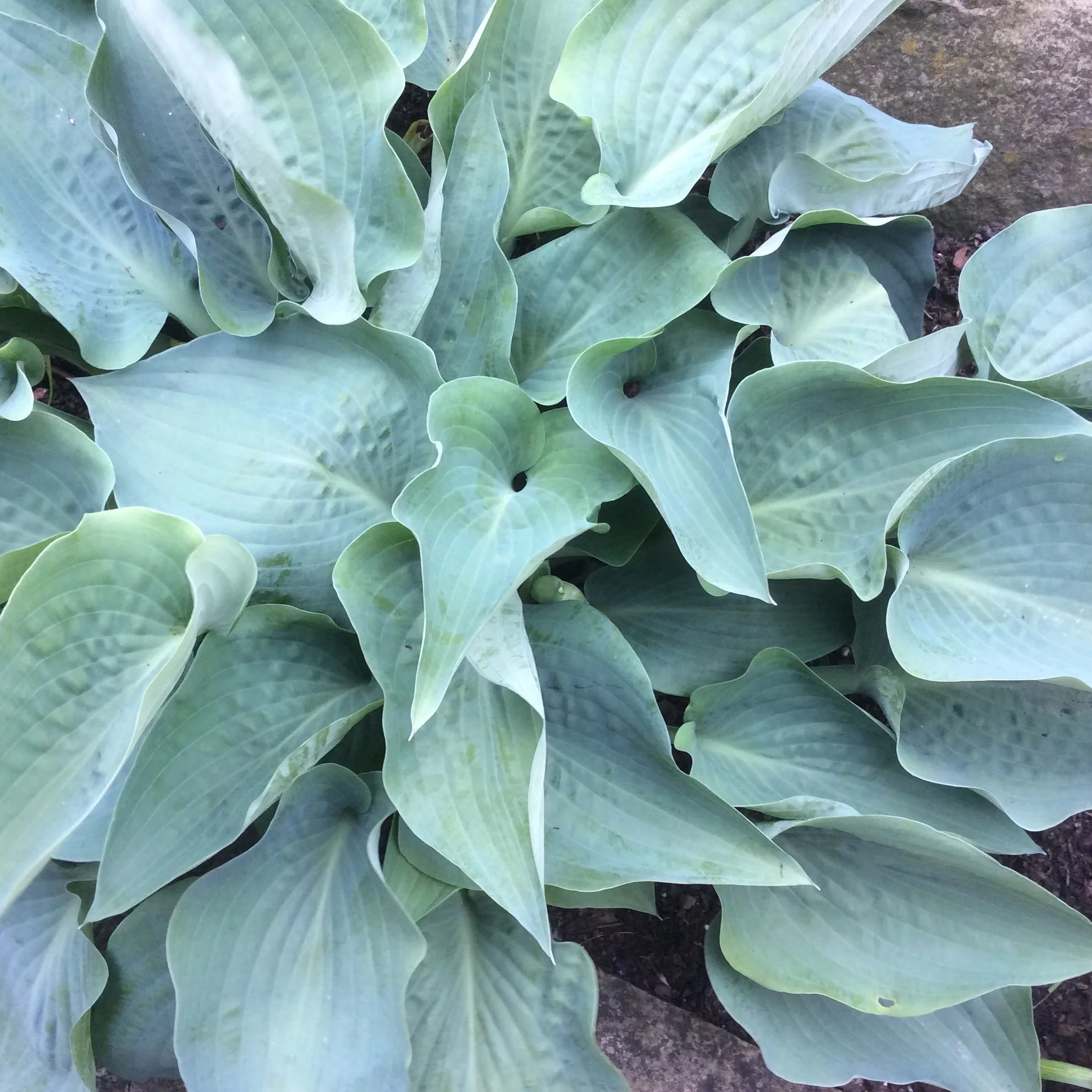 Hosta 'Andorian'