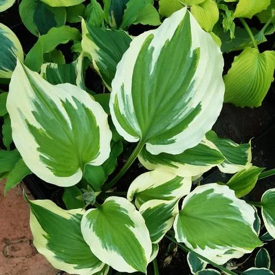 Hosta 'Silk Road'