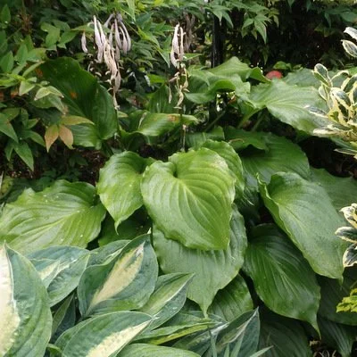 Irish Luck Aug - Copy (2).JPG