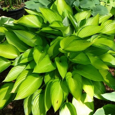 Hosta 'June Fever'