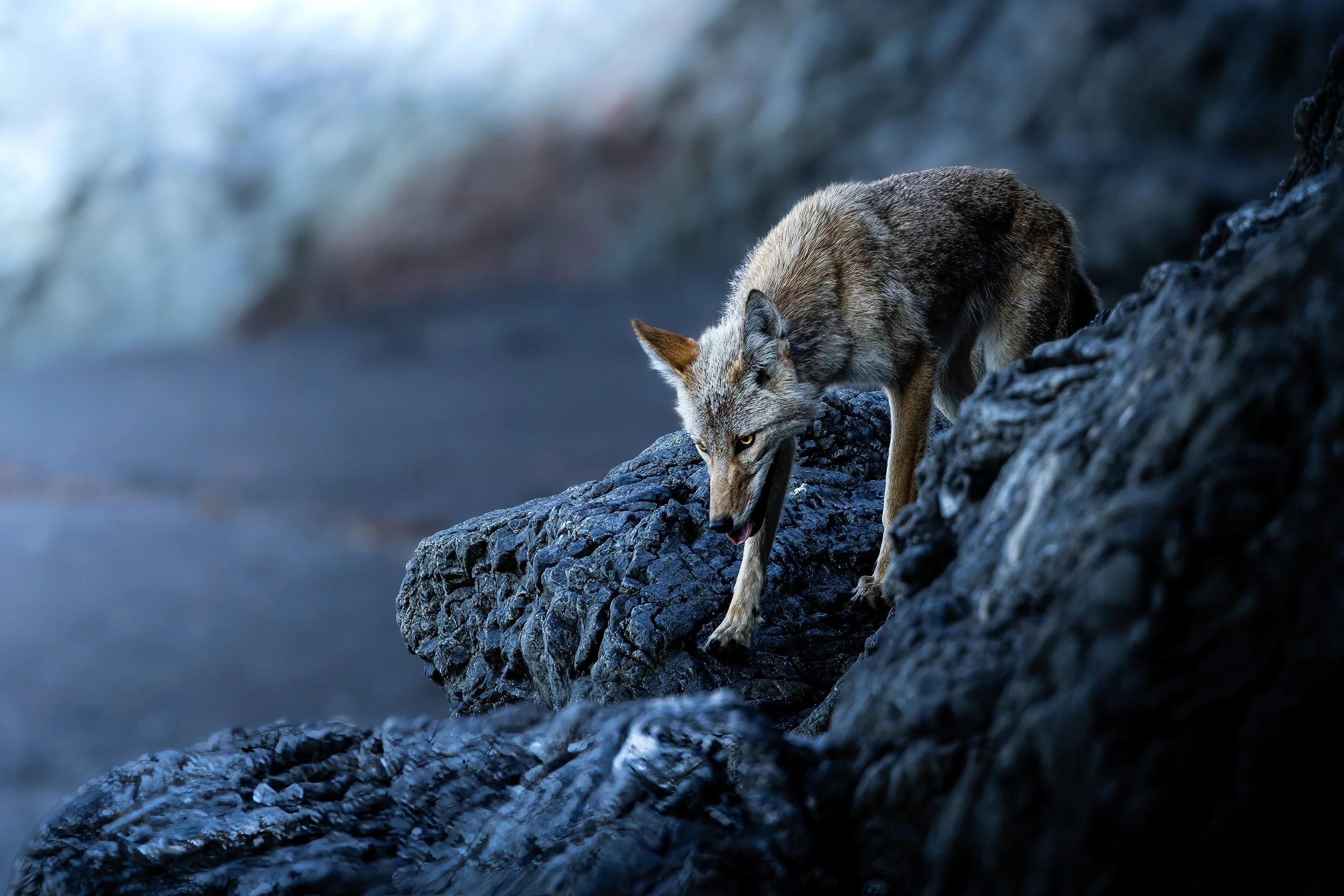 _D7A7399-Enhanced-NR-3-topaz-sharpen.jpeg