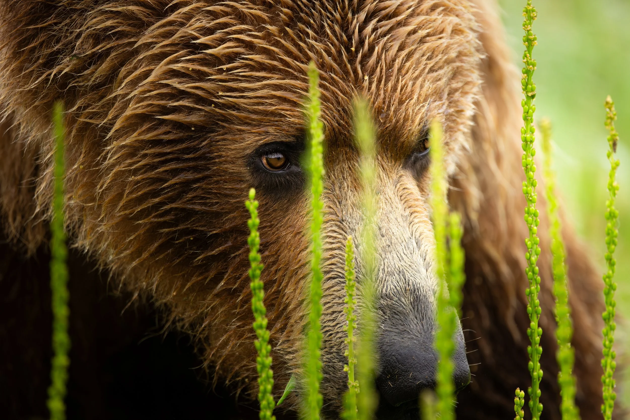 2027 Brown Bear's Lake clark Camping | August 17-22nd