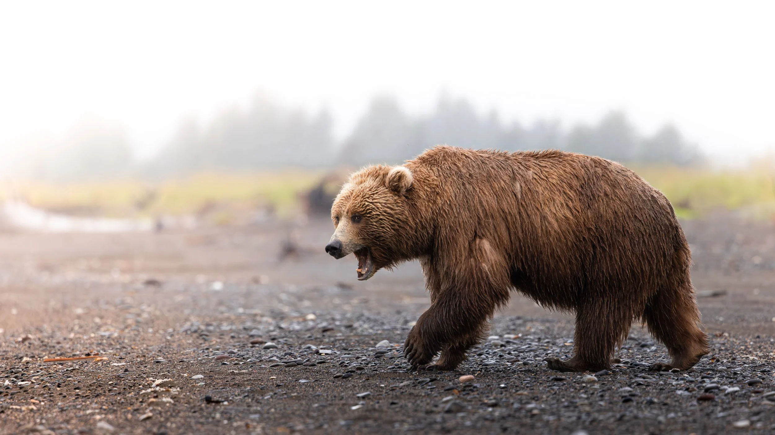 2027 Brown Bears & Lodge