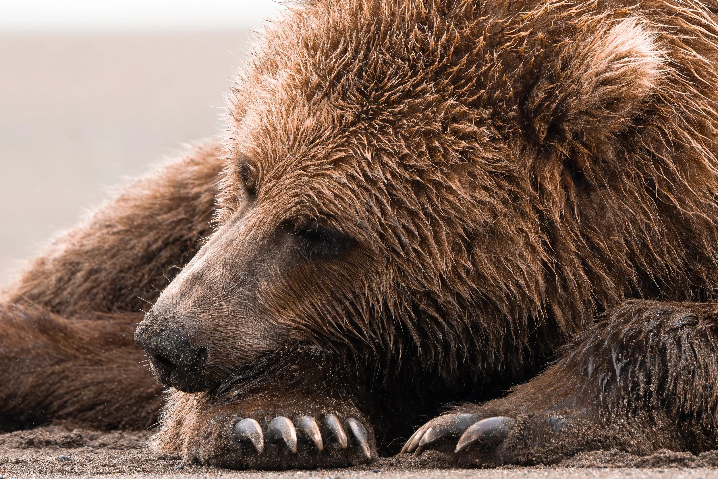 Dreams Of The Wild.jpg