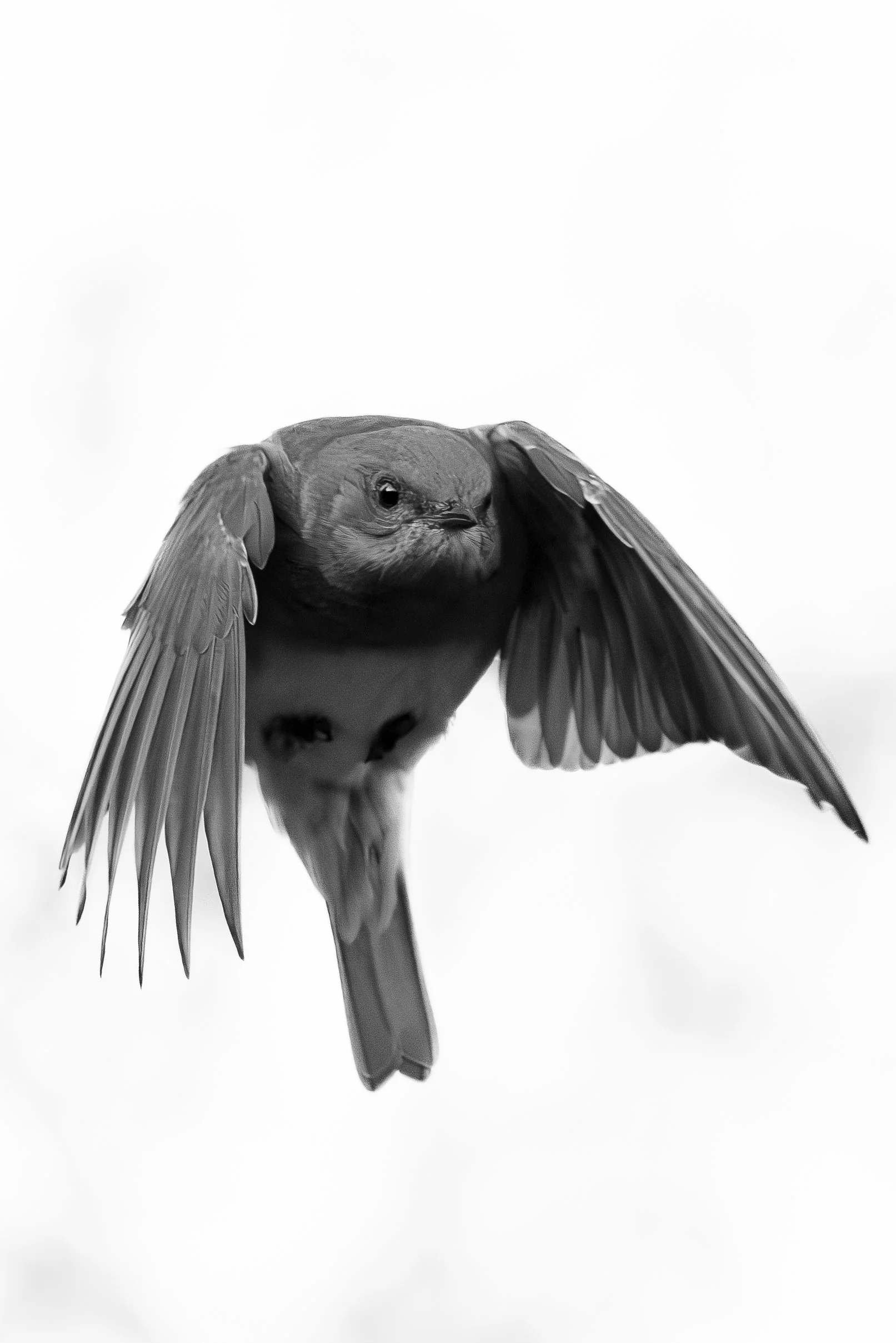 _D7A1350-Enhanced-NR.jpg