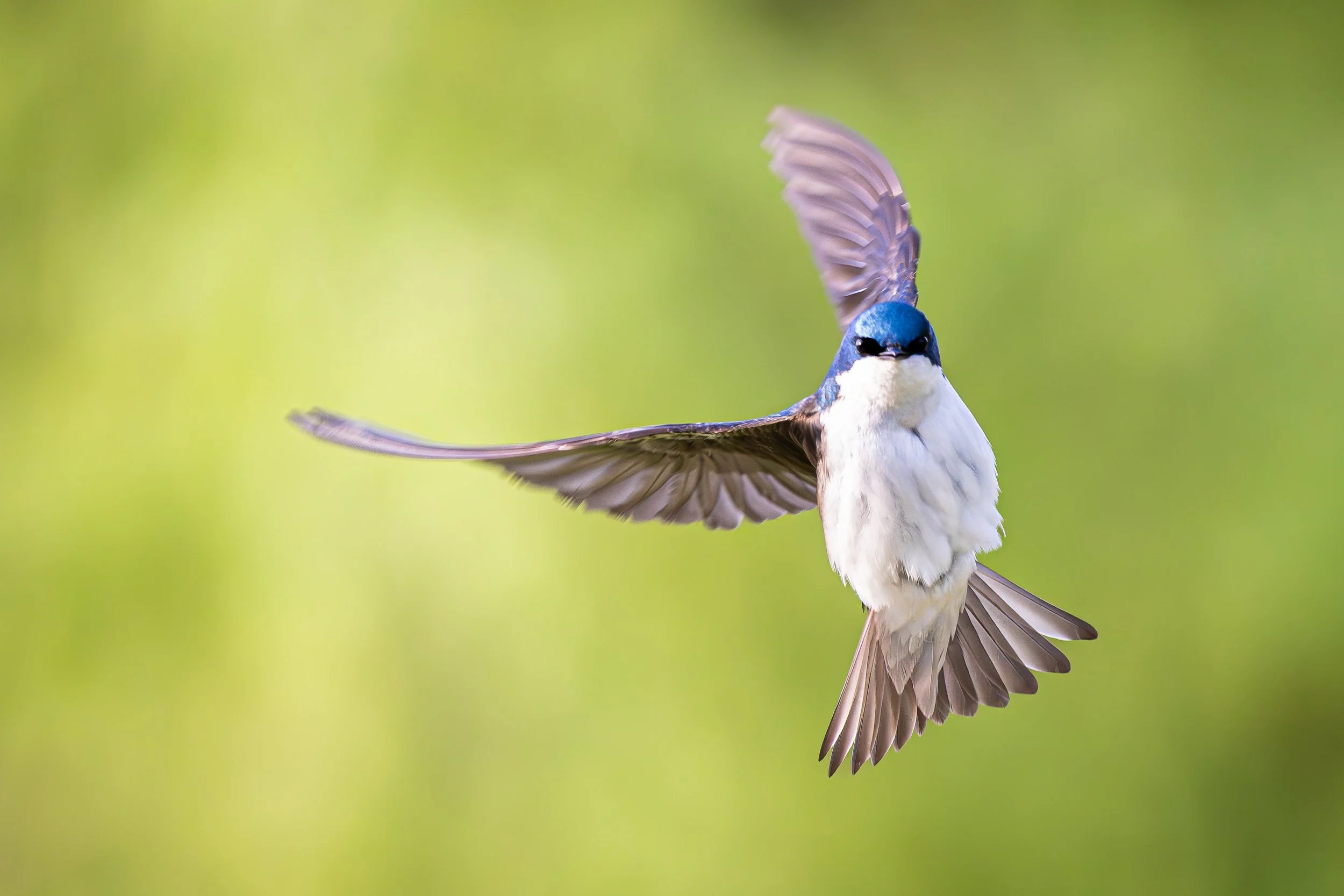 _D7A7484-Enhanced-NR.jpg