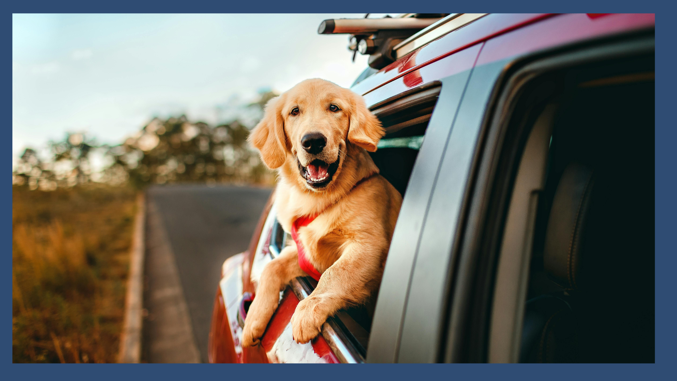 A happy golden retriever hanging out of a car window on a summer road trip, representing the excitement of planning a fun outing as an executive functioning skill-building activity