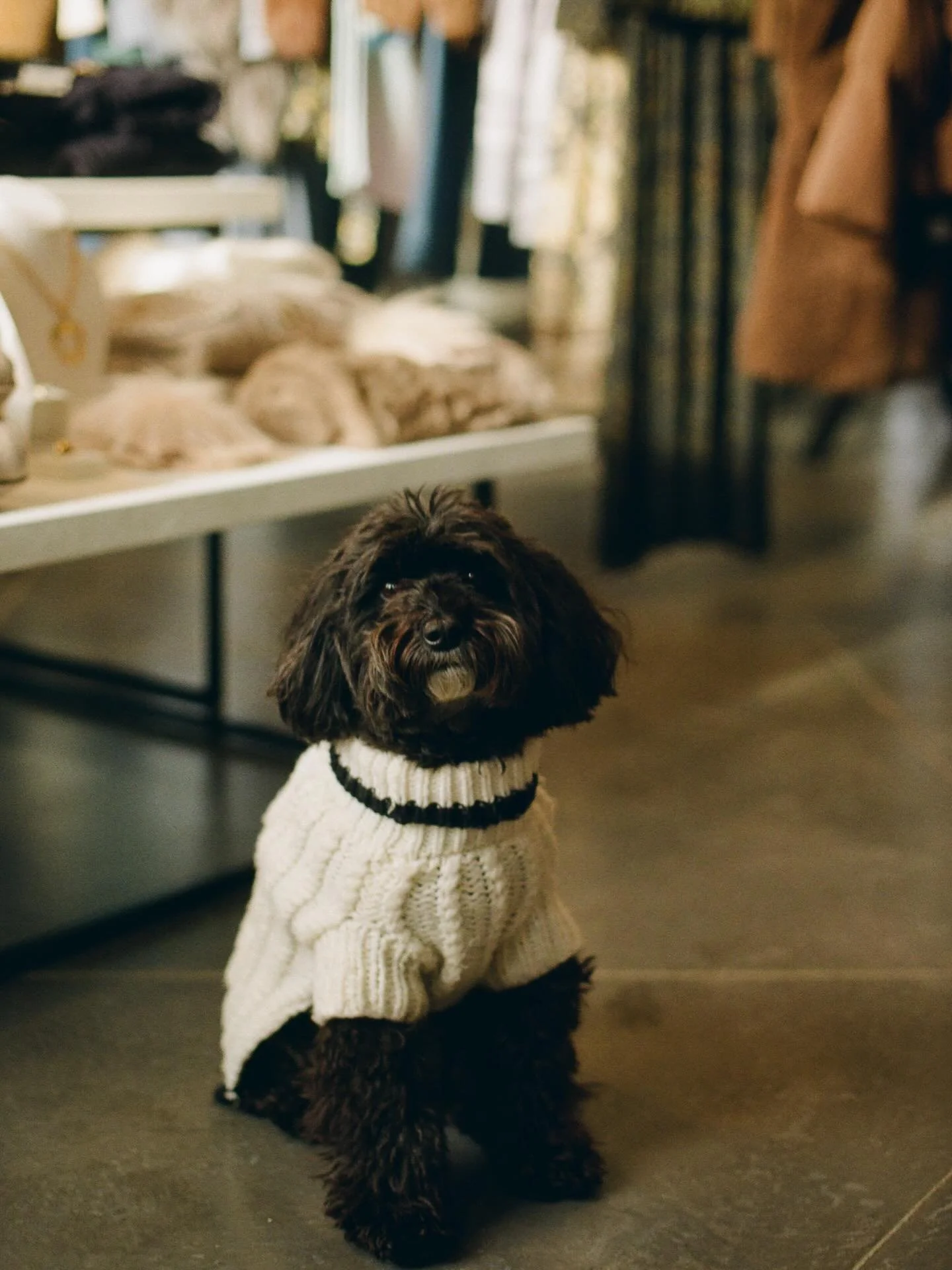 Happy National Puppy Day to Mazzie &mdash; Distrikt F&rsquo;s official furry fashionista and style supervisor. 🐾

Now accepting treats and tummy rubs. Stop by and say hi.

@mazziethesheepadoodle