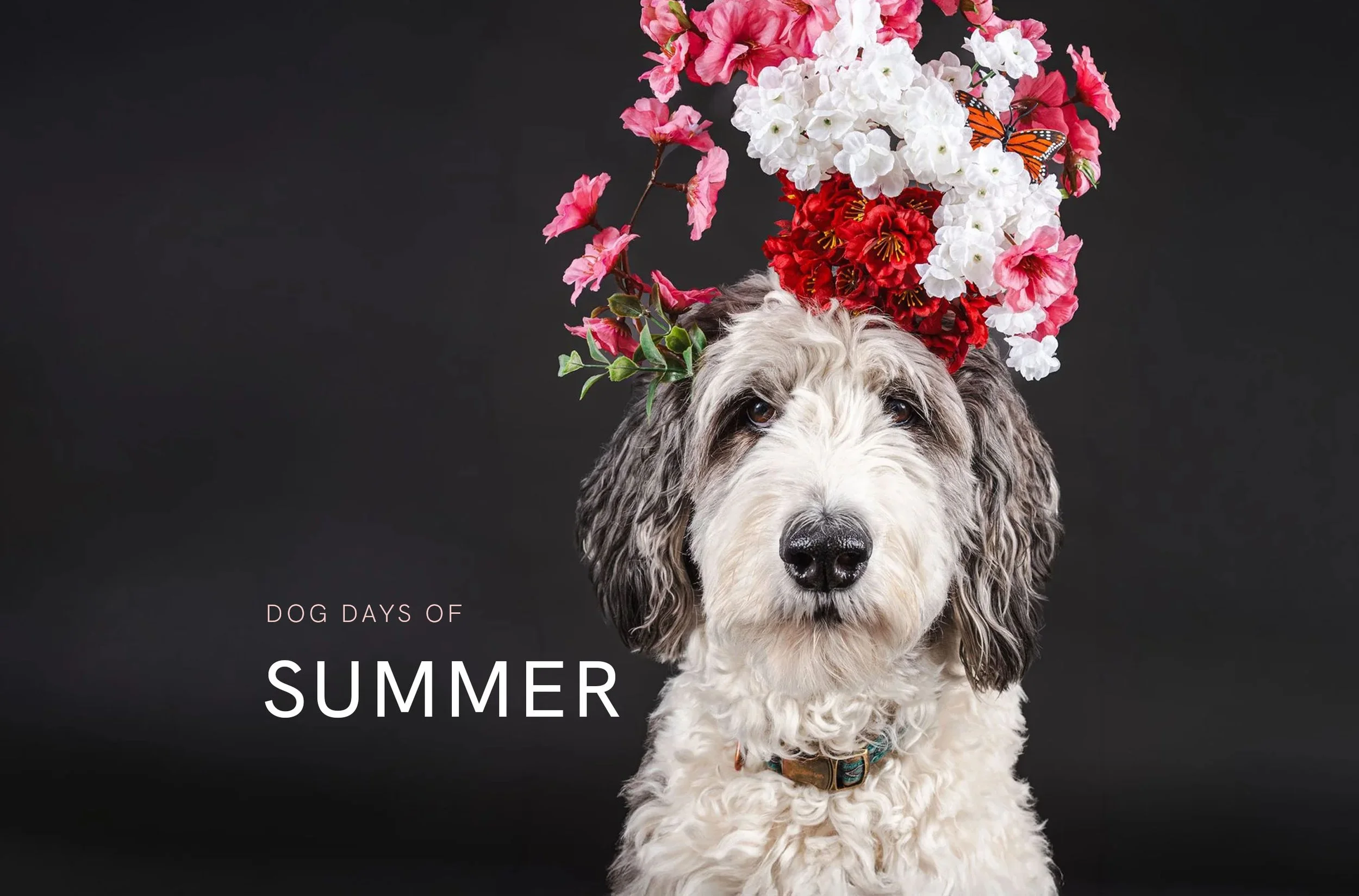 Dog with floral arrangement on head. Puppy Adoption in Park City June 2026.