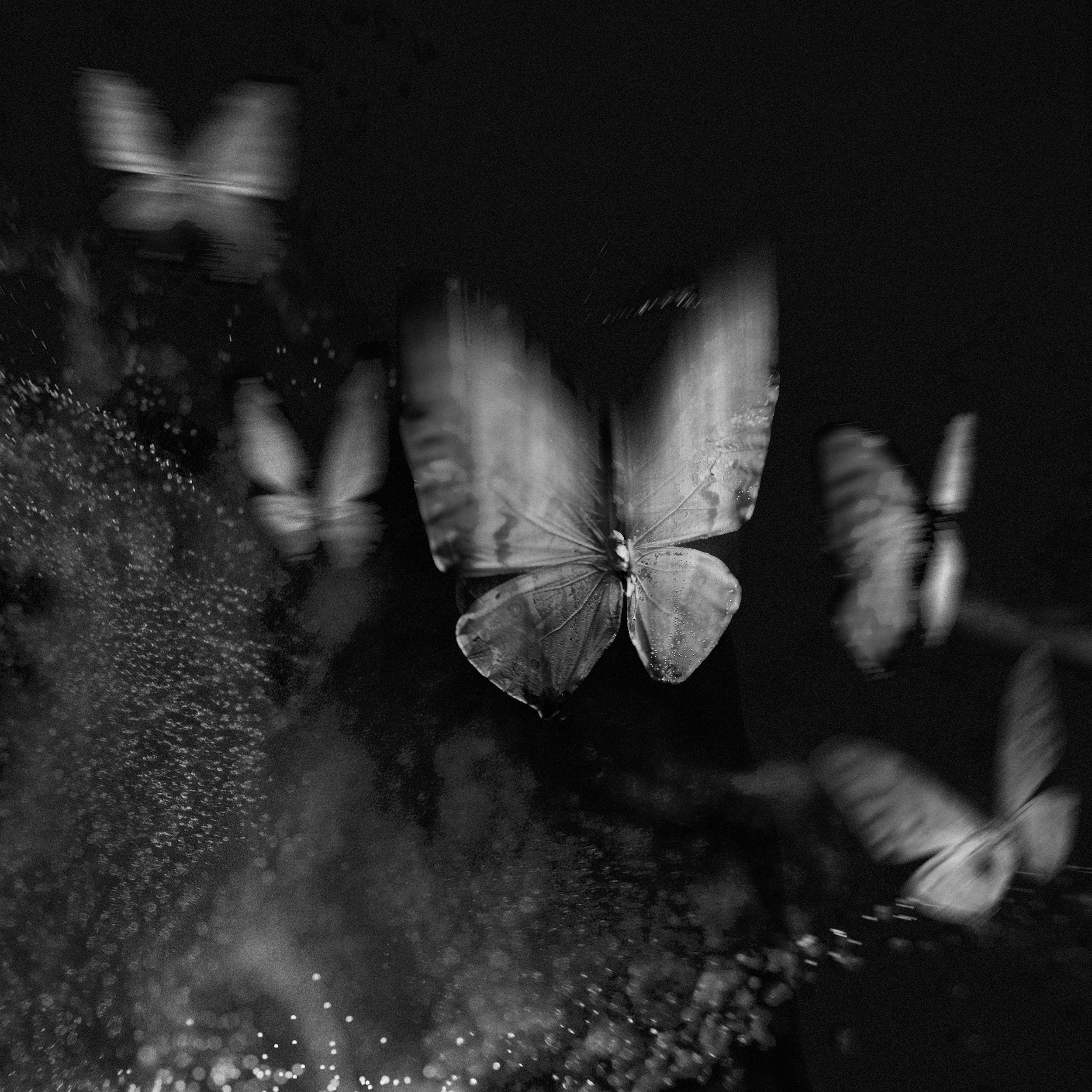 Butterflies