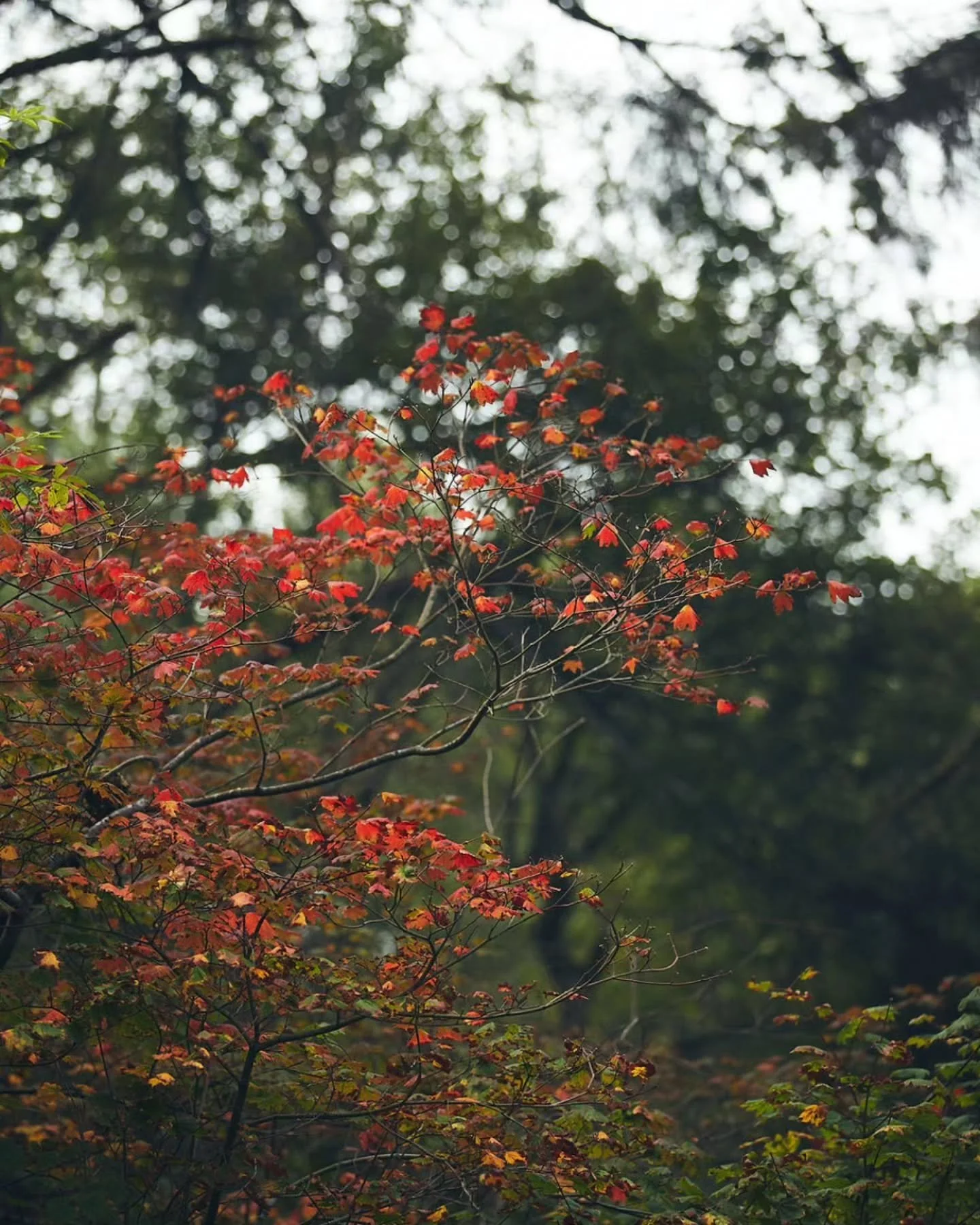 This Veterans Day, we&rsquo;re honoring those who&rsquo;ve served with a small gesture of thanks. 🇺🇸

Today,&nbsp;November 11th, Veterans can book a dome stay at&nbsp;50% off, for all visits between now and the end of April 2026.&nbsp;

It&rsquo;s 