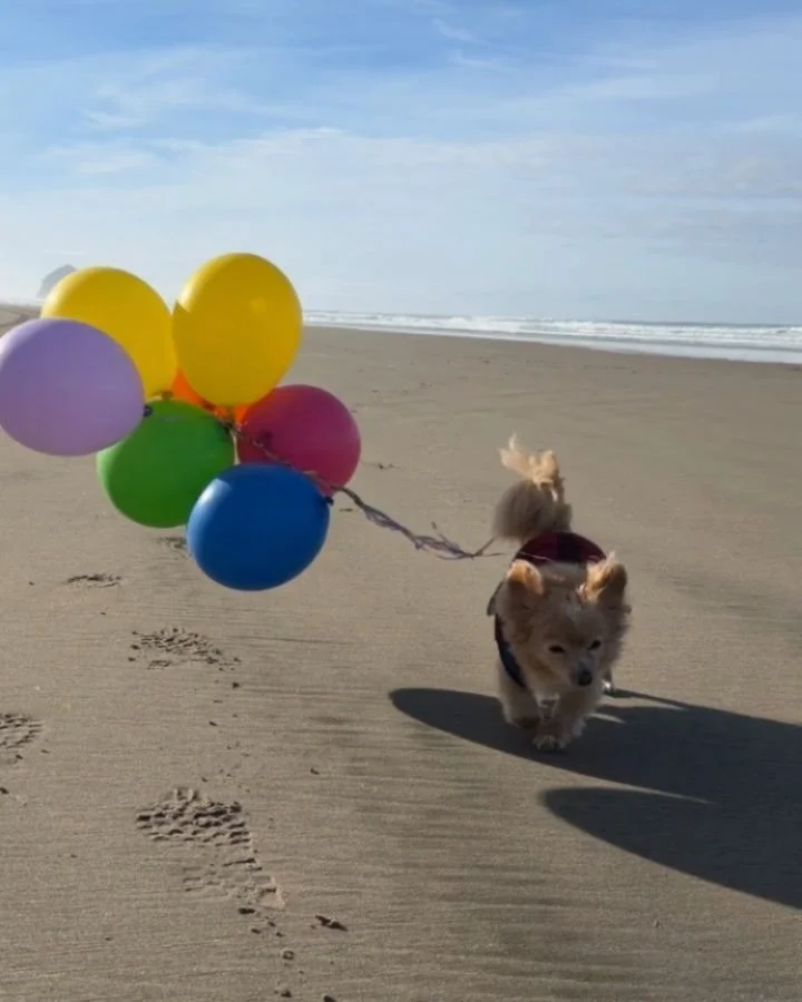 Oh my gossssh 🥹 we had to share this epically cute proposal that happened at Two Capes last week! 💍👏 @andrusiner

Thank you for choosing our little corner of the coast for such a special moment. Wishing you a lifetime of love, joy, and adventures 