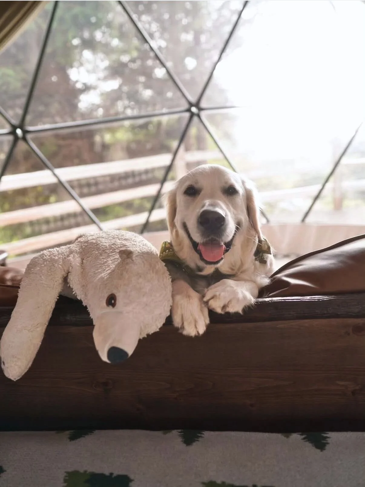 Valentine&rsquo;s looks different for everyone. ❤️

Sometimes it&rsquo;s a partner.
Sometimes it&rsquo;s a best friend.
Sometimes it&rsquo;s your dog, a cozy dome, and nowhere else you need to be.

This is Nash (@yourbudnash), clearly living his best