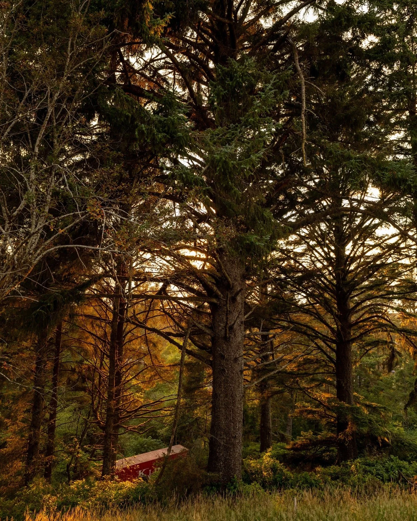 This Earth Day, it&rsquo;s worth noticing what makes this place feel different.

The wood you see throughout Two Capes Lookout&mdash;tables, details, small touches&mdash;was sourced right from the land itself, thoughtfully repurposed into what you ex