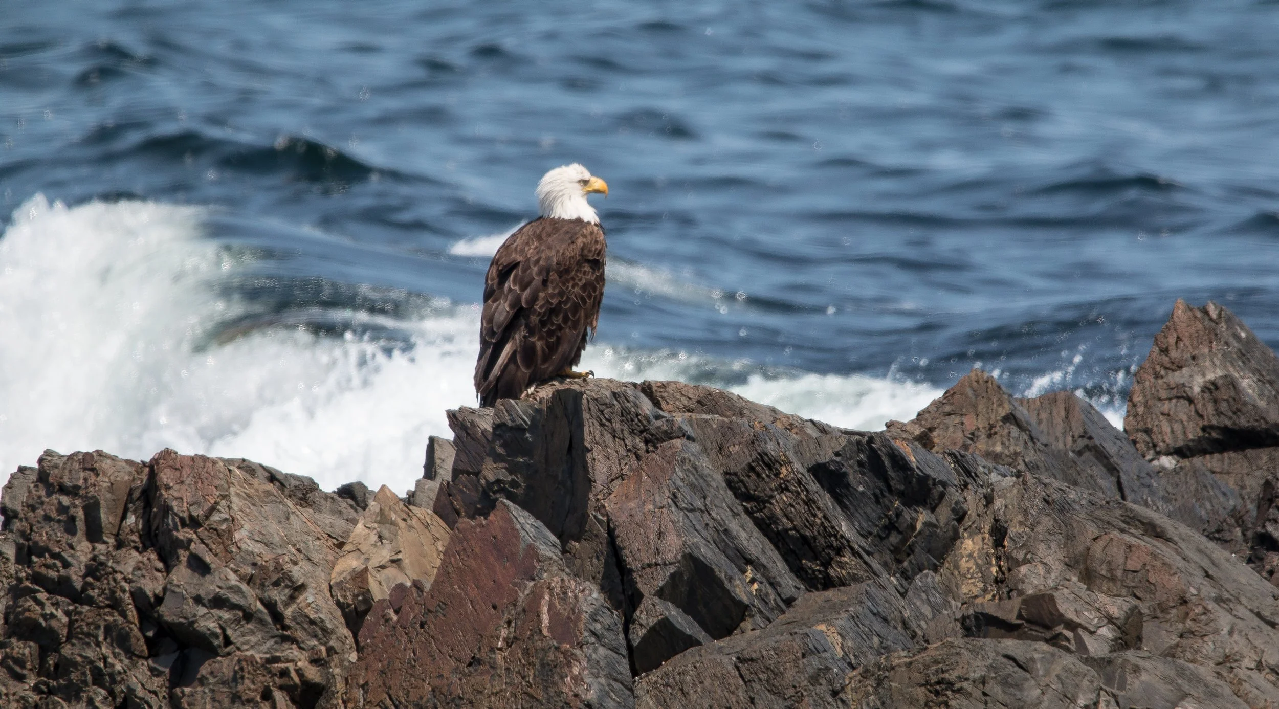 Marginal Way Preservation Fund Celebrated Treasured Landmark’s Centennial by Ensuring its Preservation for Next 100 Years