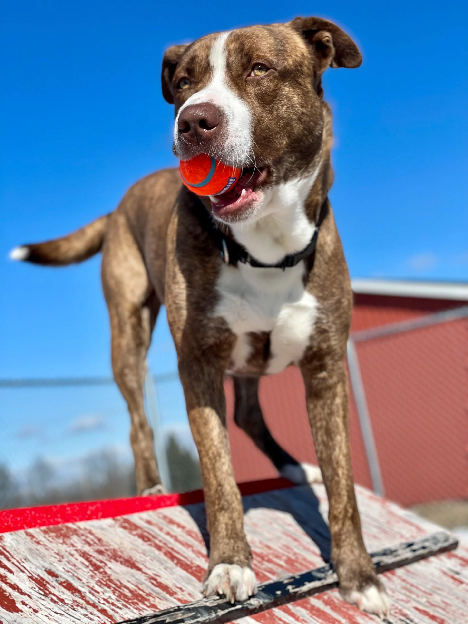 Brown and white dog standing on something with a red tennis ball in its mouth