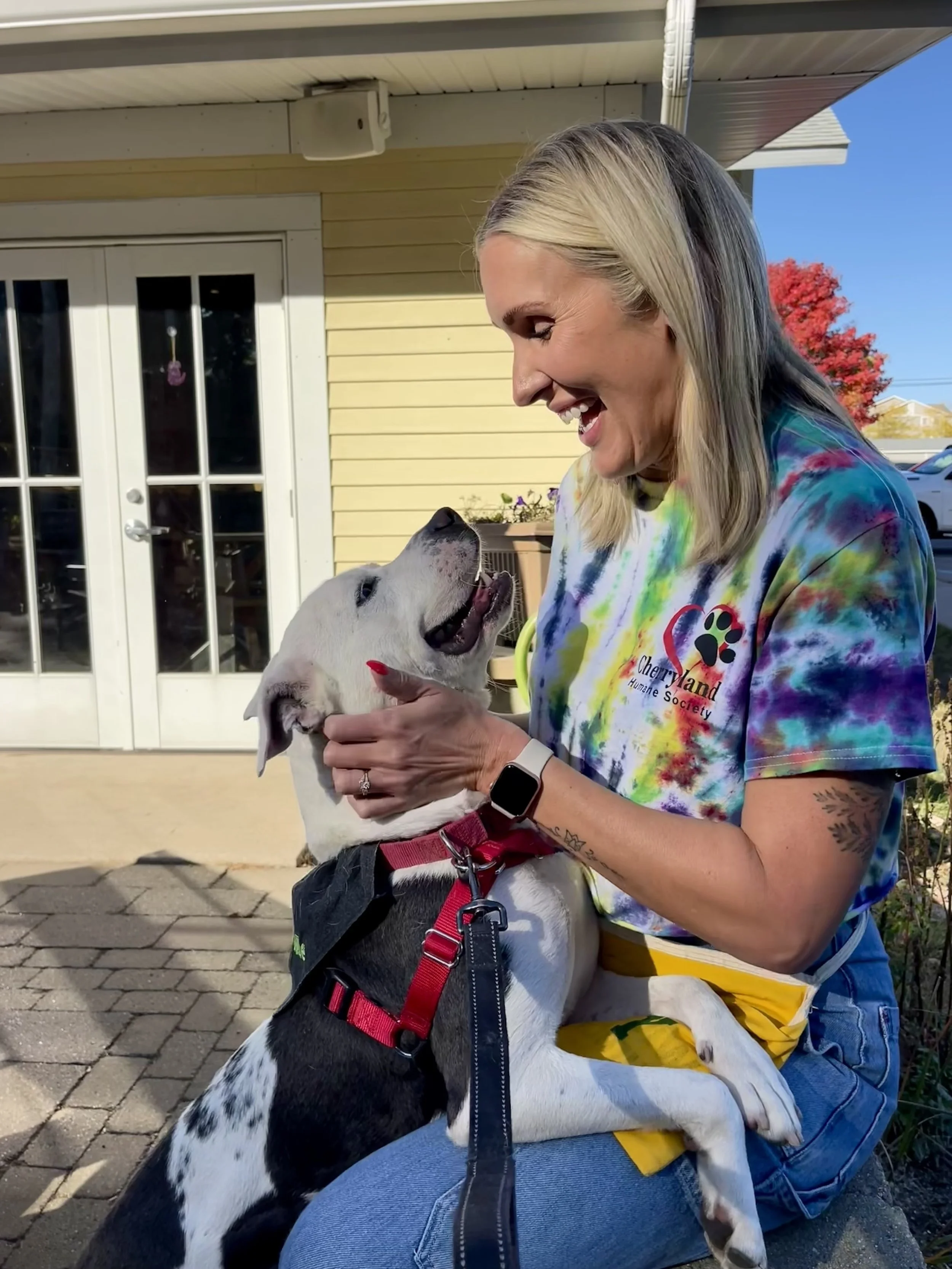 A brindle and white dog with 3 tennis balls in its mouth is patted on the back by a volunteer