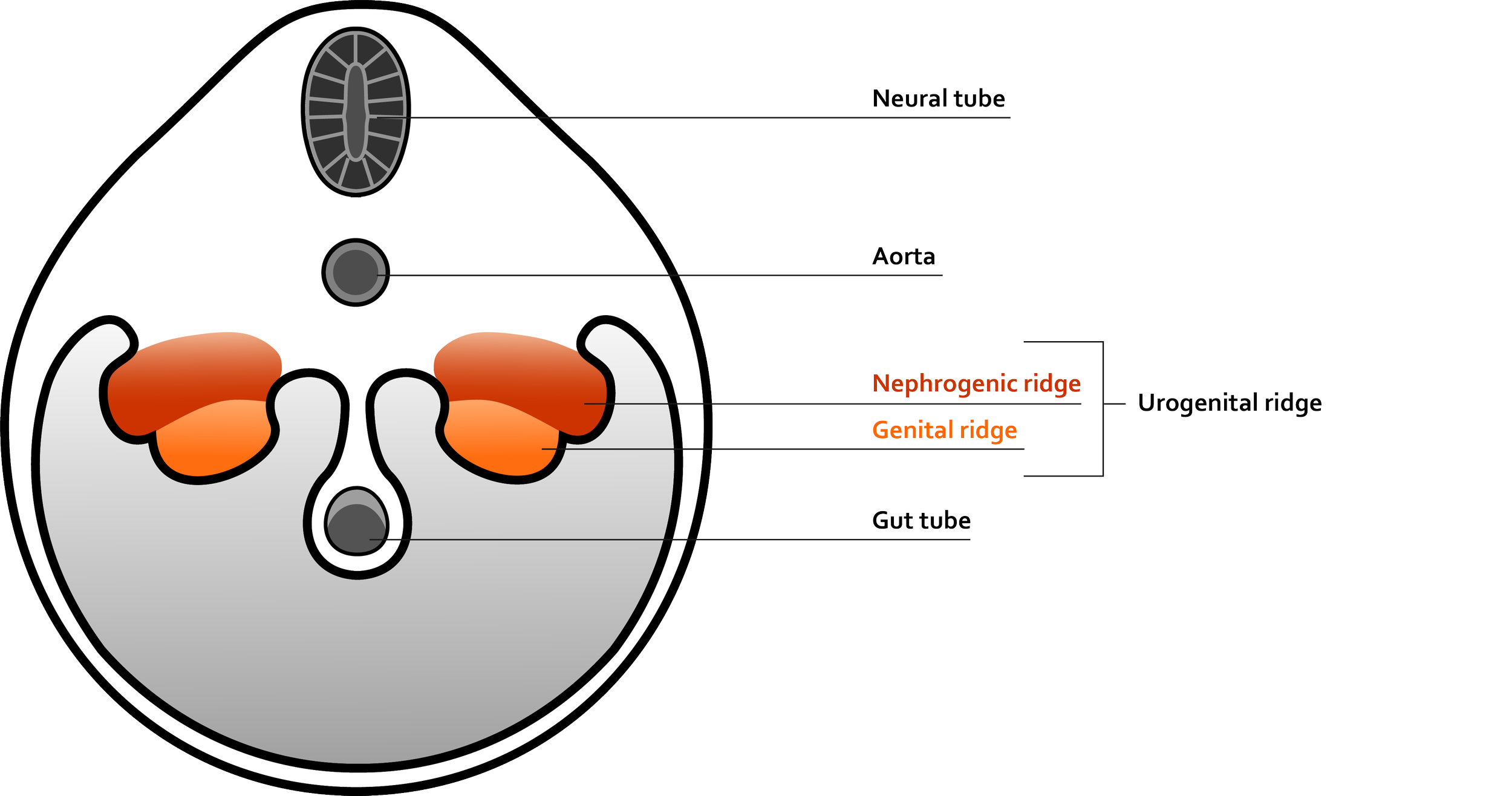 A simplified, digital biomedical illustration of the transverse cross section of an embryo highlighting the urogenital ridge. Individual anatomical structures that make up the urogenital ridge are emphasized in orange tones with labels.