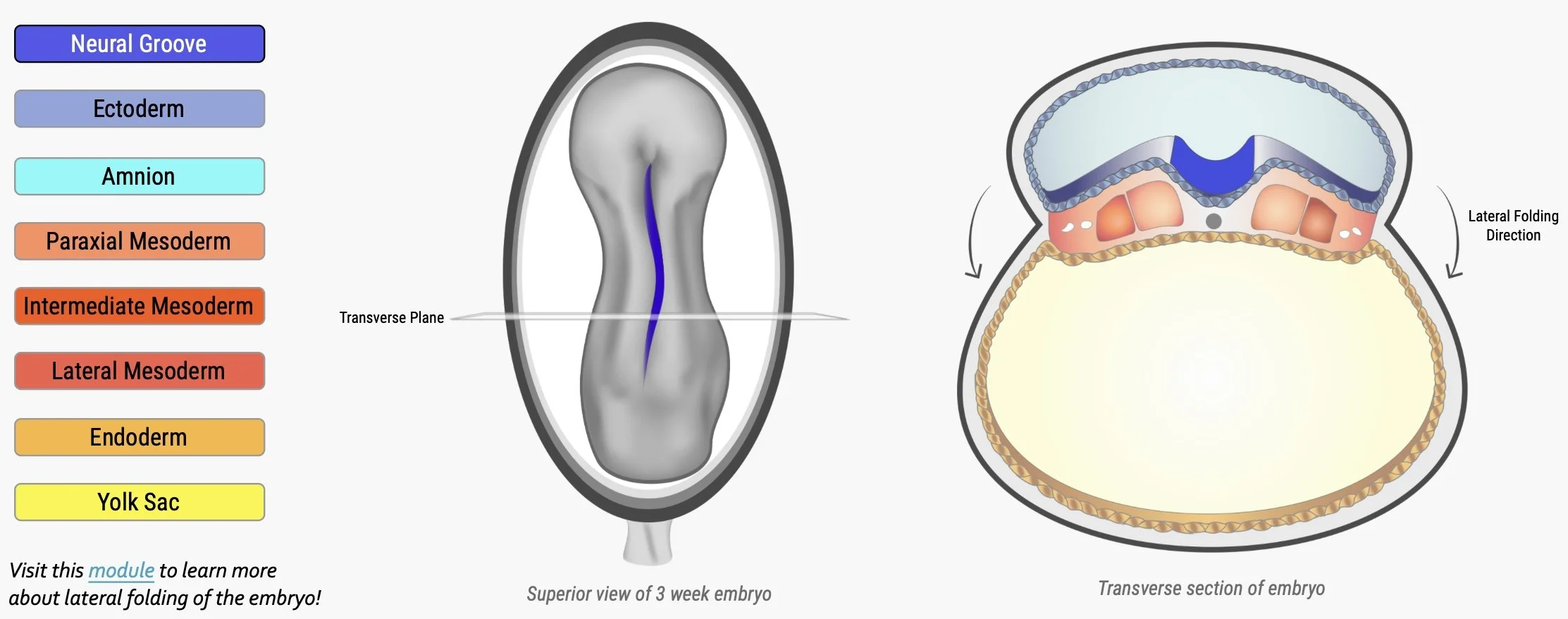 Module screenshot of Clinical Anatomy’s interactivity elements: colourful biomedical illustrations of a week 3 embryo with the embryonic neural groove structure highlighted in high-contrast colour as prompted by button clicks.