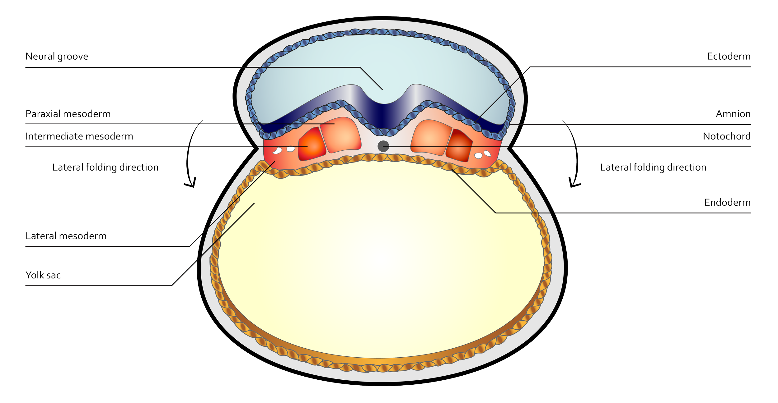 A 2D digitally-rendered biomedical illustration of the transverse cross section of a three-week old embryo. Individual anatomical structures are highlighted in unique colours and labelled.