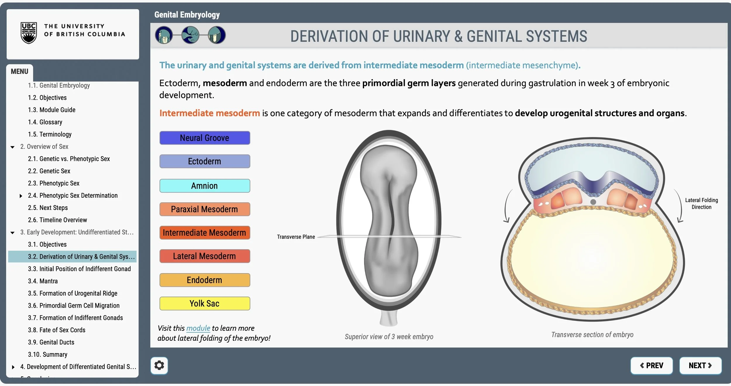 Screenshot of Clinical Anatomy’s e-learning module on the derivation of the urinary and gential systems. Colourful biomedical illustrations of a week 3 embryo as well as interactivity and navigation elements are displayed.
