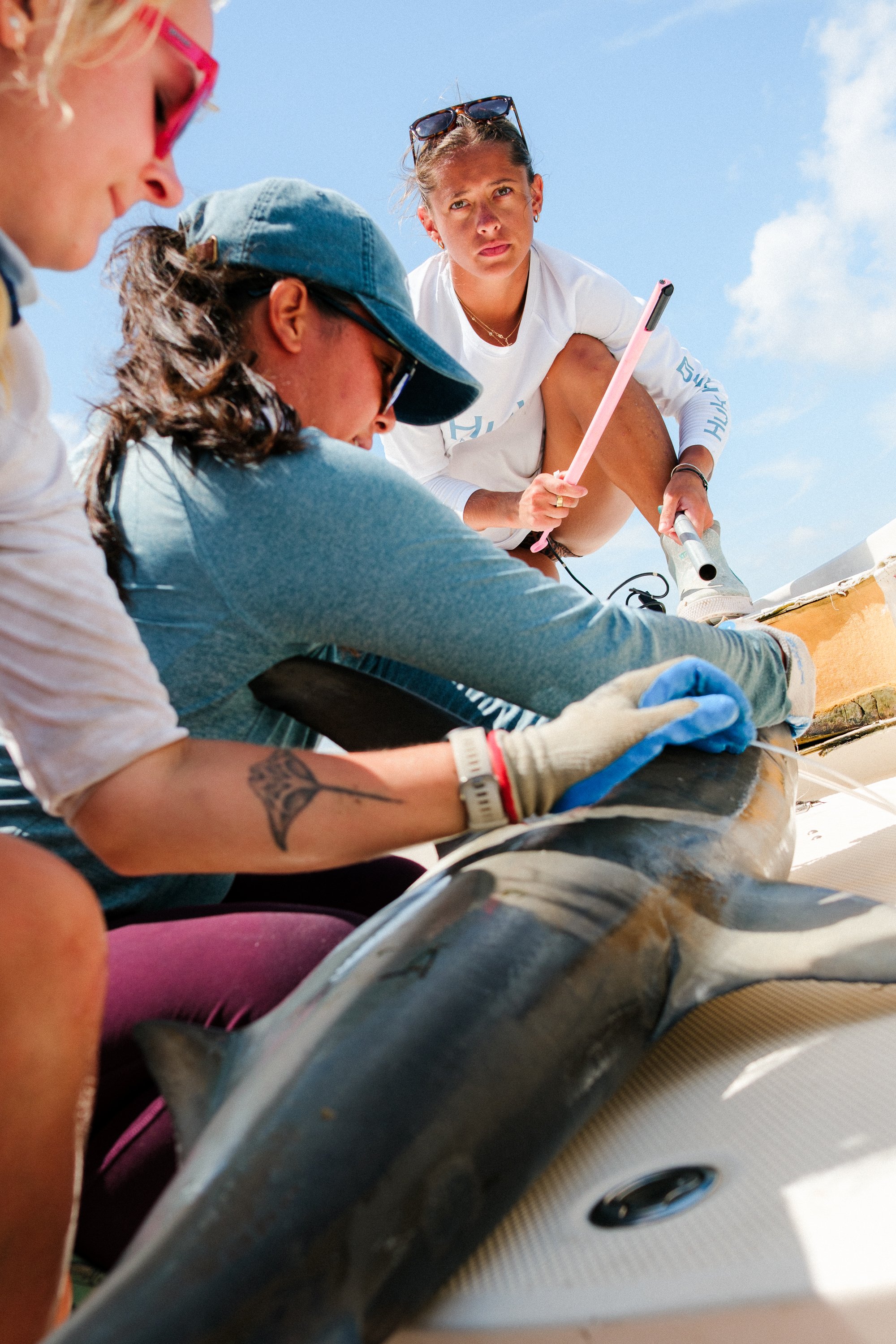 Shark_Research_Trimmed0991.jpg