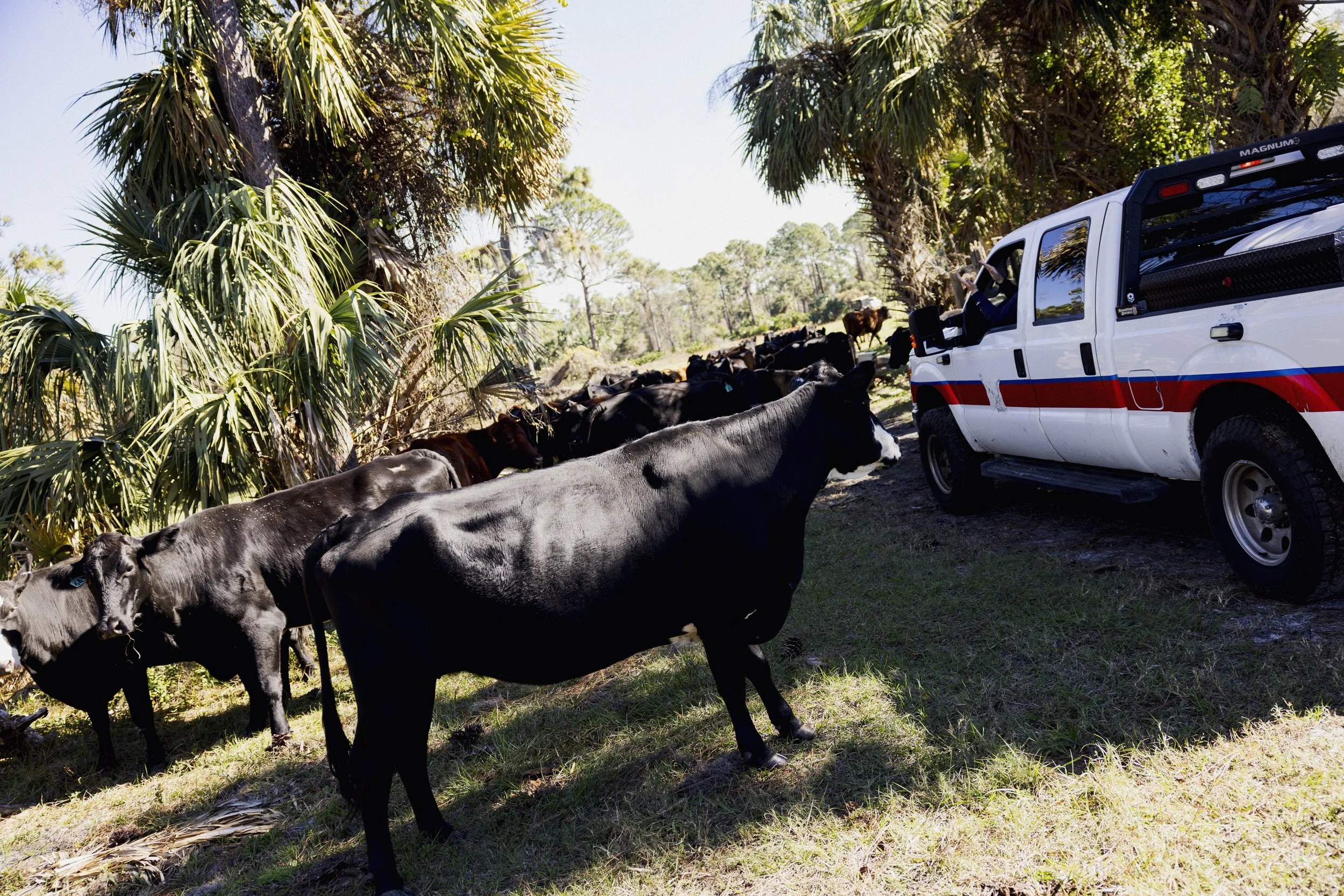 Cattle grazing under trees next to a white vehicle with red and blue stripes in a rural area.