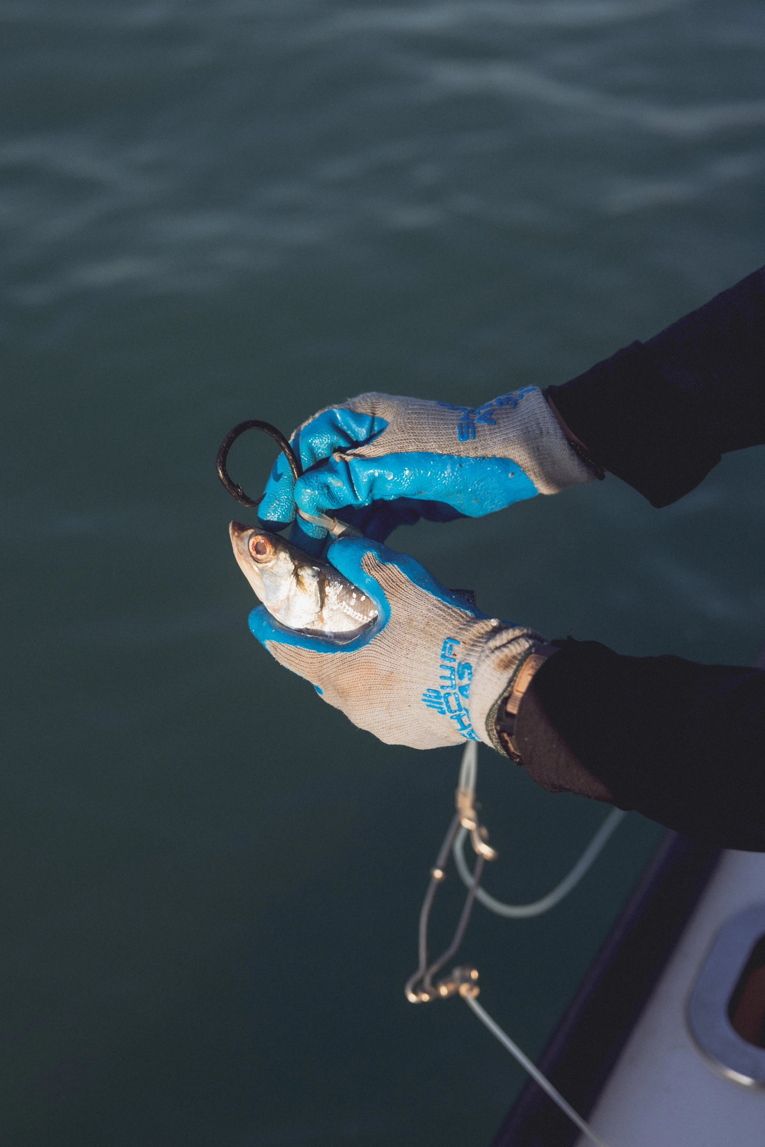 Shark_Research_Day_10665.jpg