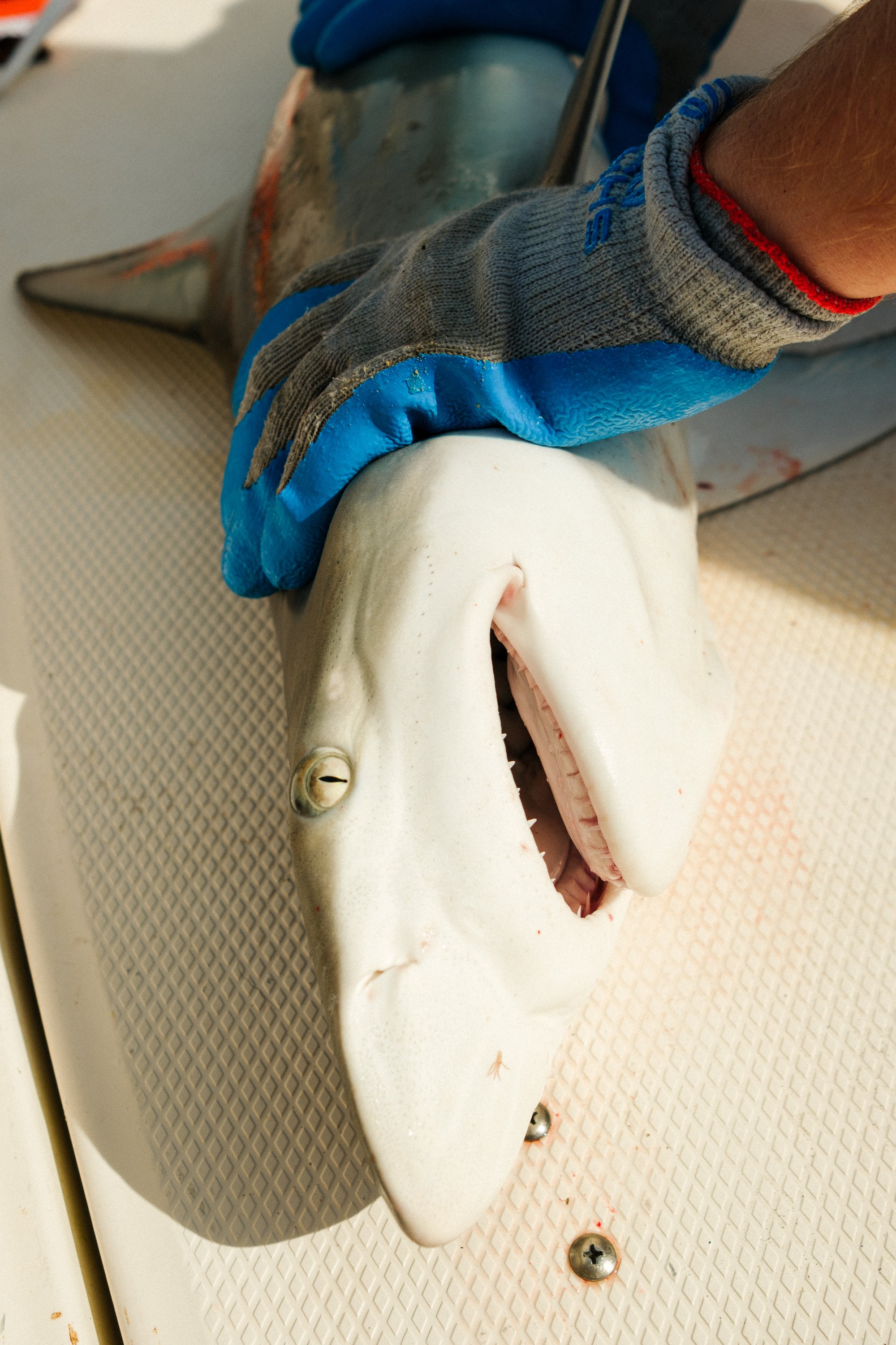 Shark_Research_Trimmed0917.jpg