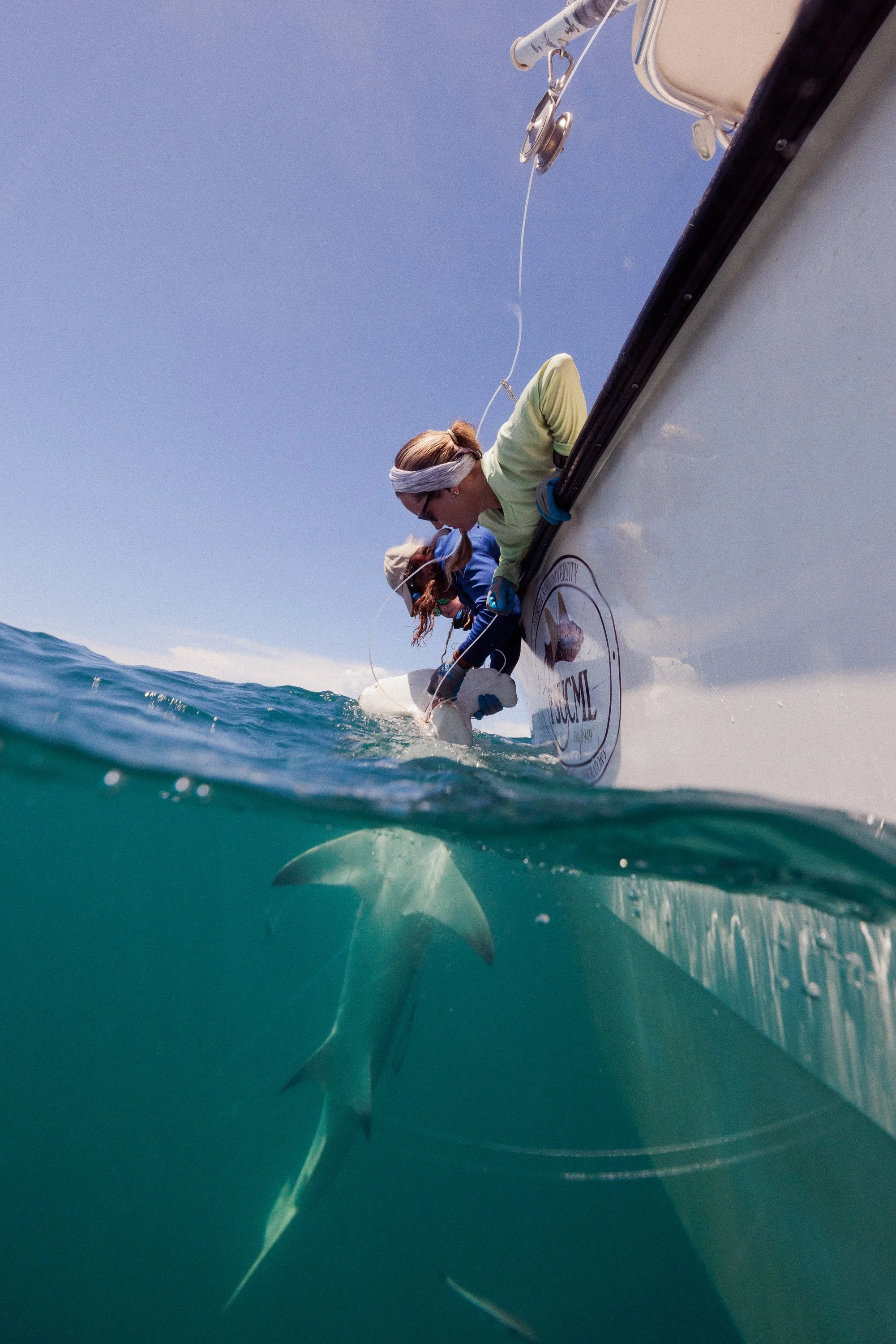 Shark_Research_Day_20511.jpg