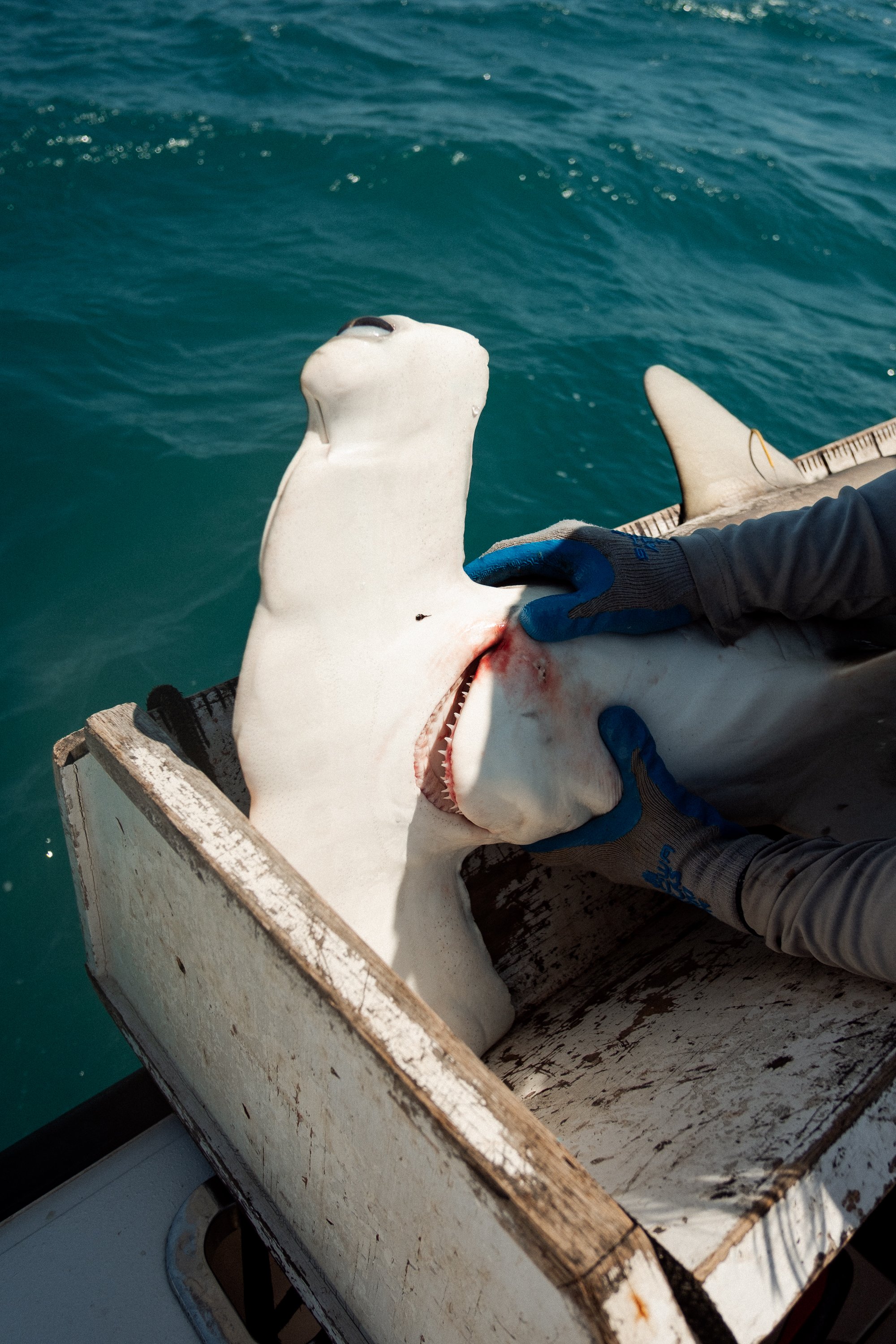 Shark_Research_Day_10312.jpg
