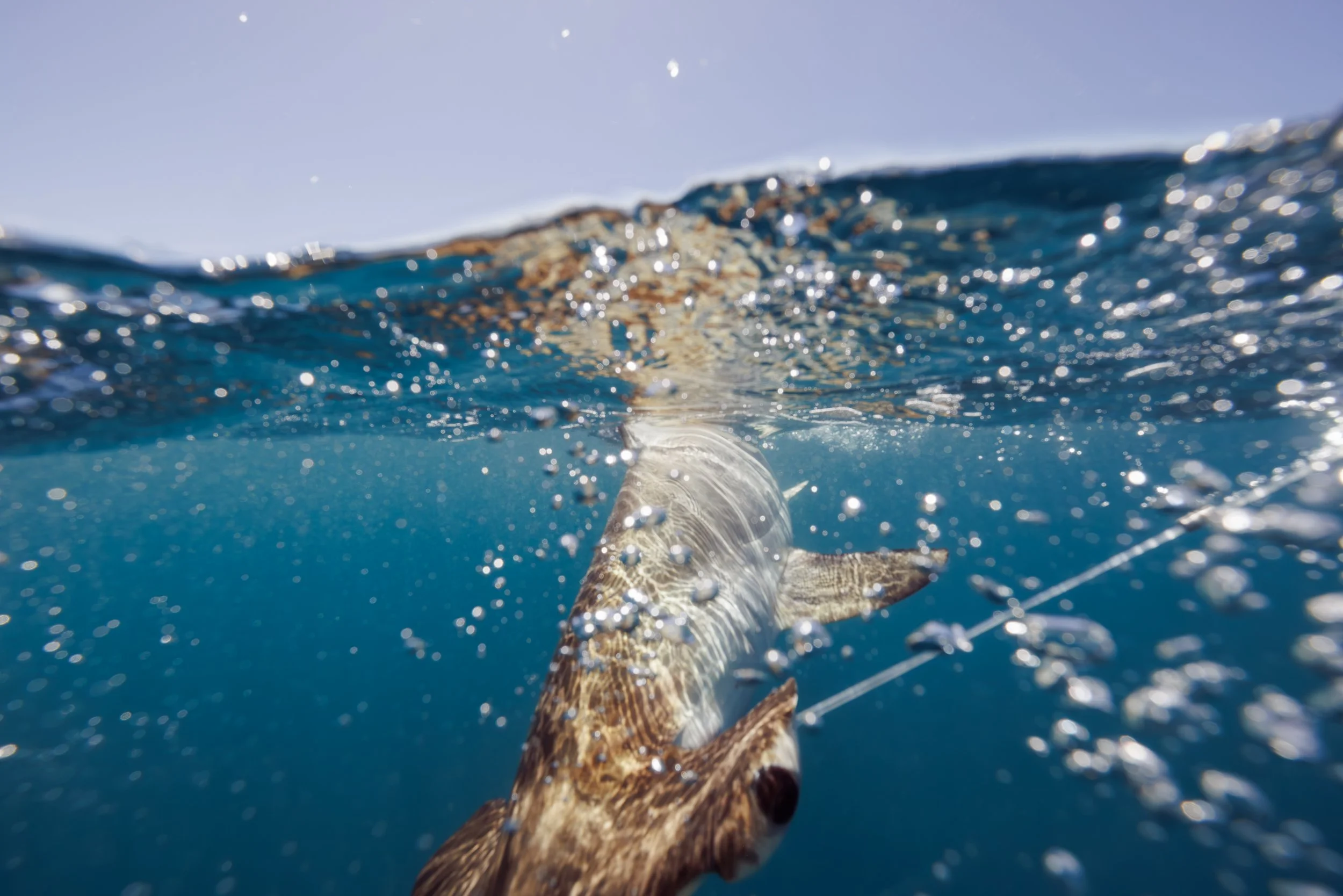 Shark_Research_Day_20635-Enhanced-NR.jpg