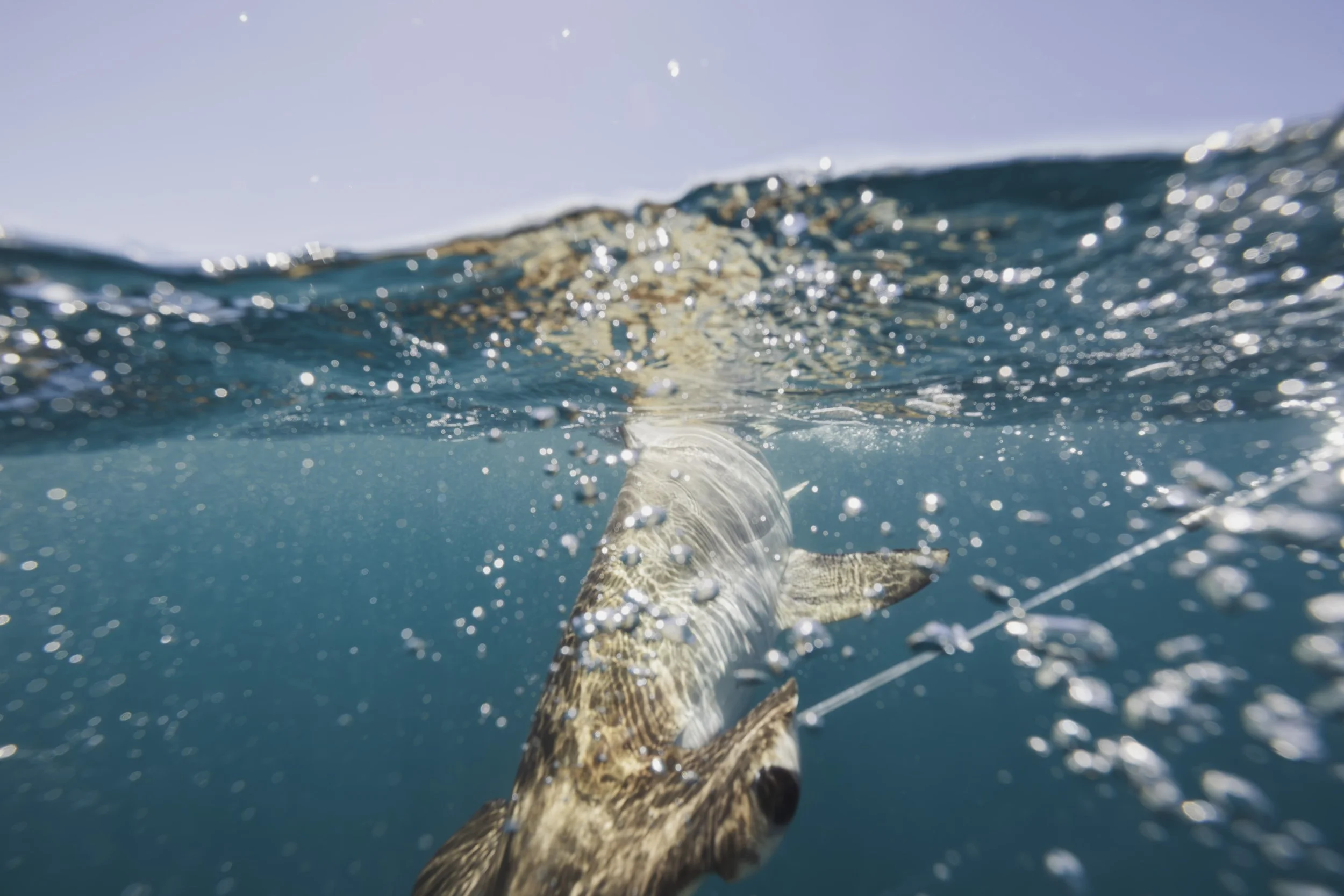 Shark_Research_Day_20635-Enhanced-NR copy.jpg