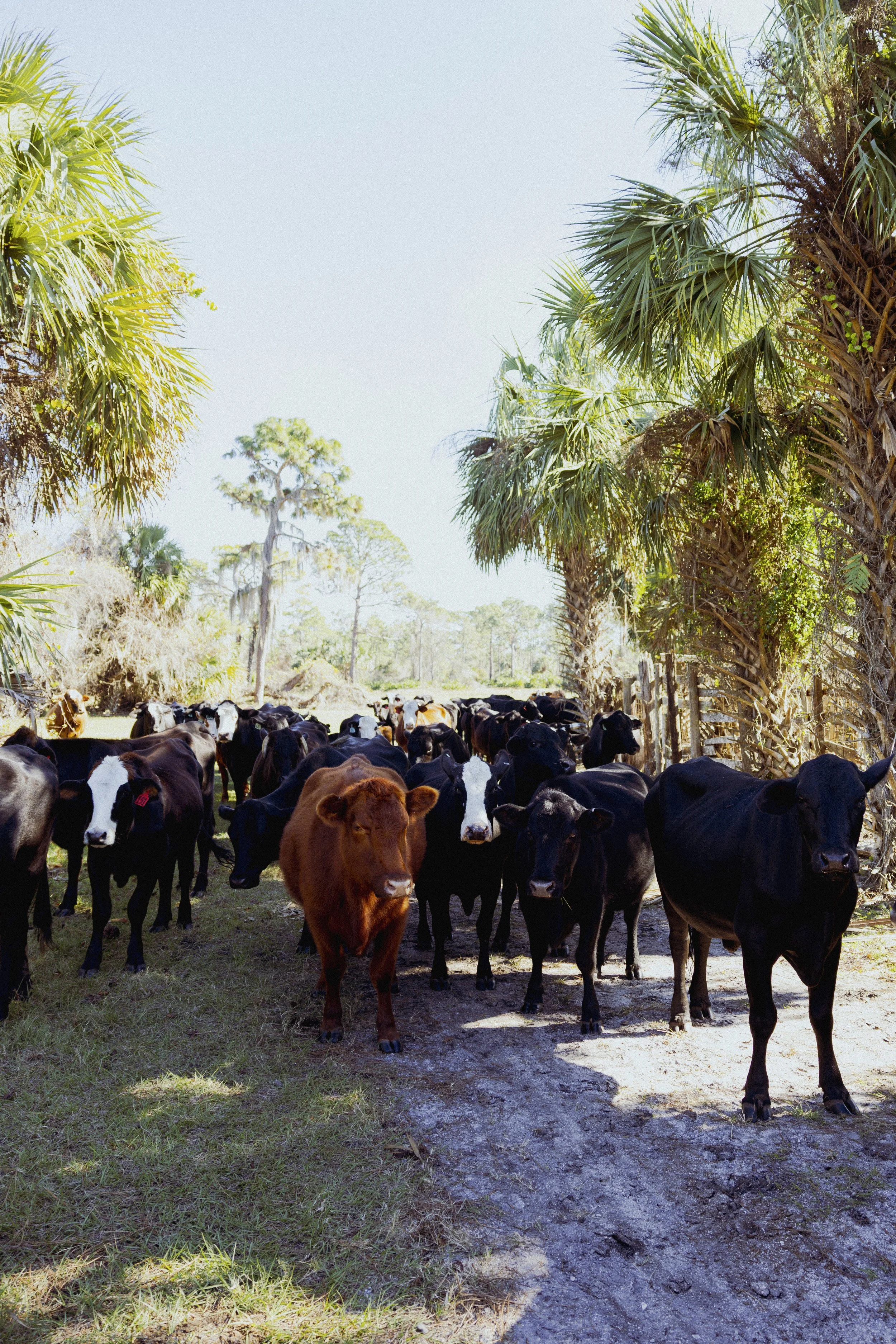 Cattle walking through a sunny, palm-lined rural area.