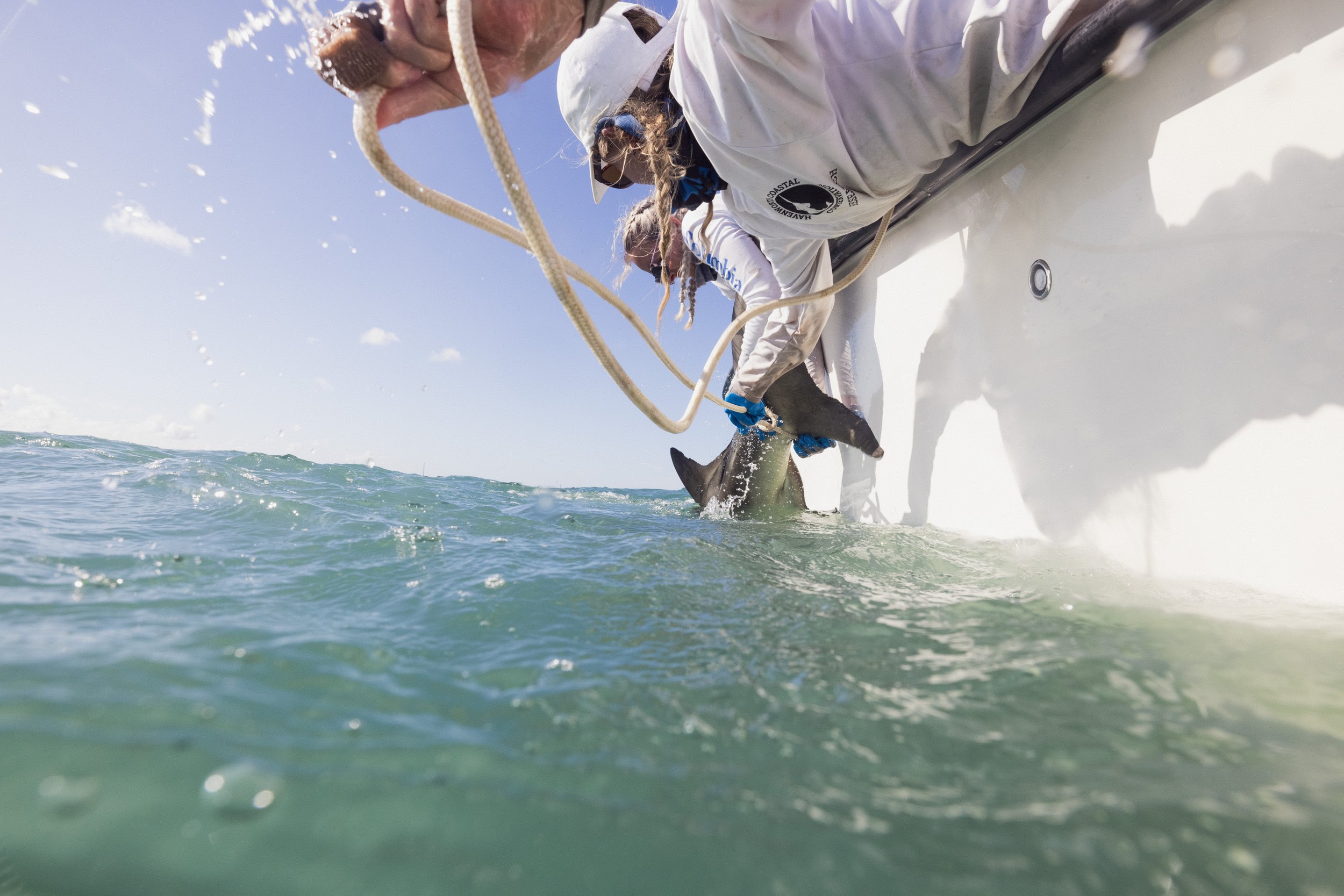 Shark_Research_Day_20809.jpg