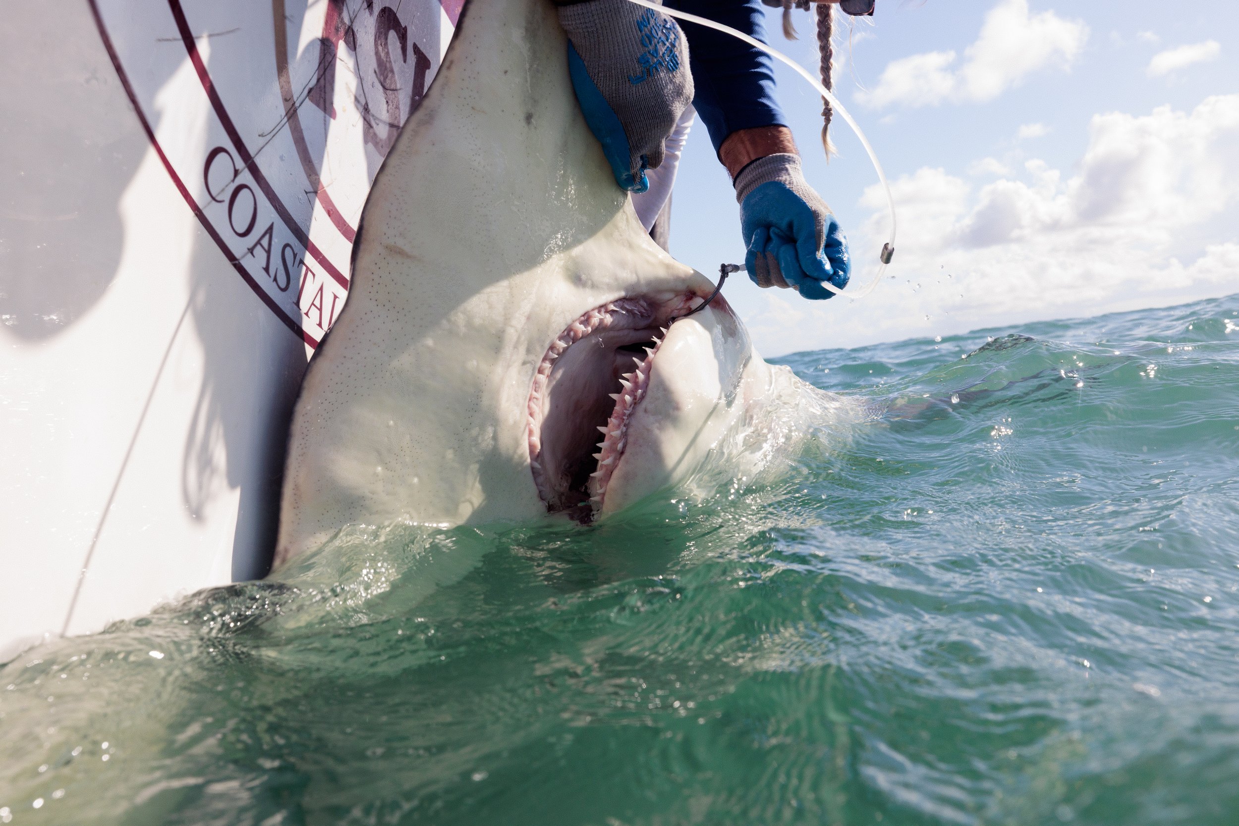 Shark_Research_Day_20997-2.jpg