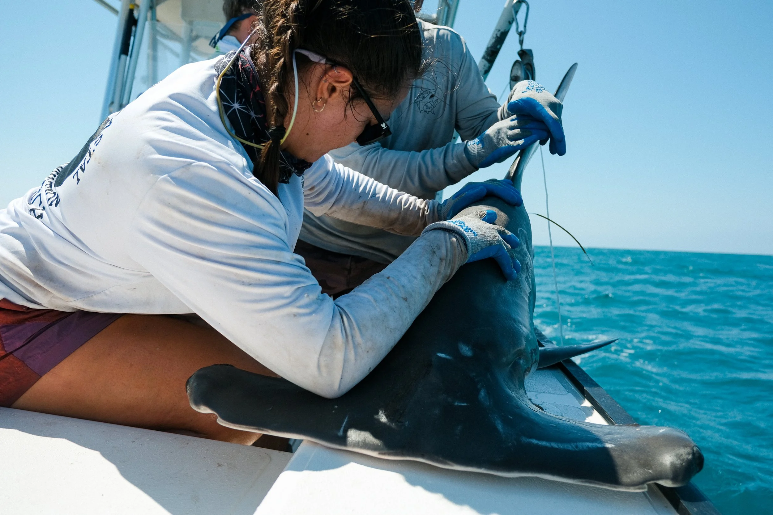 Shark_Research_Day_10329.jpg