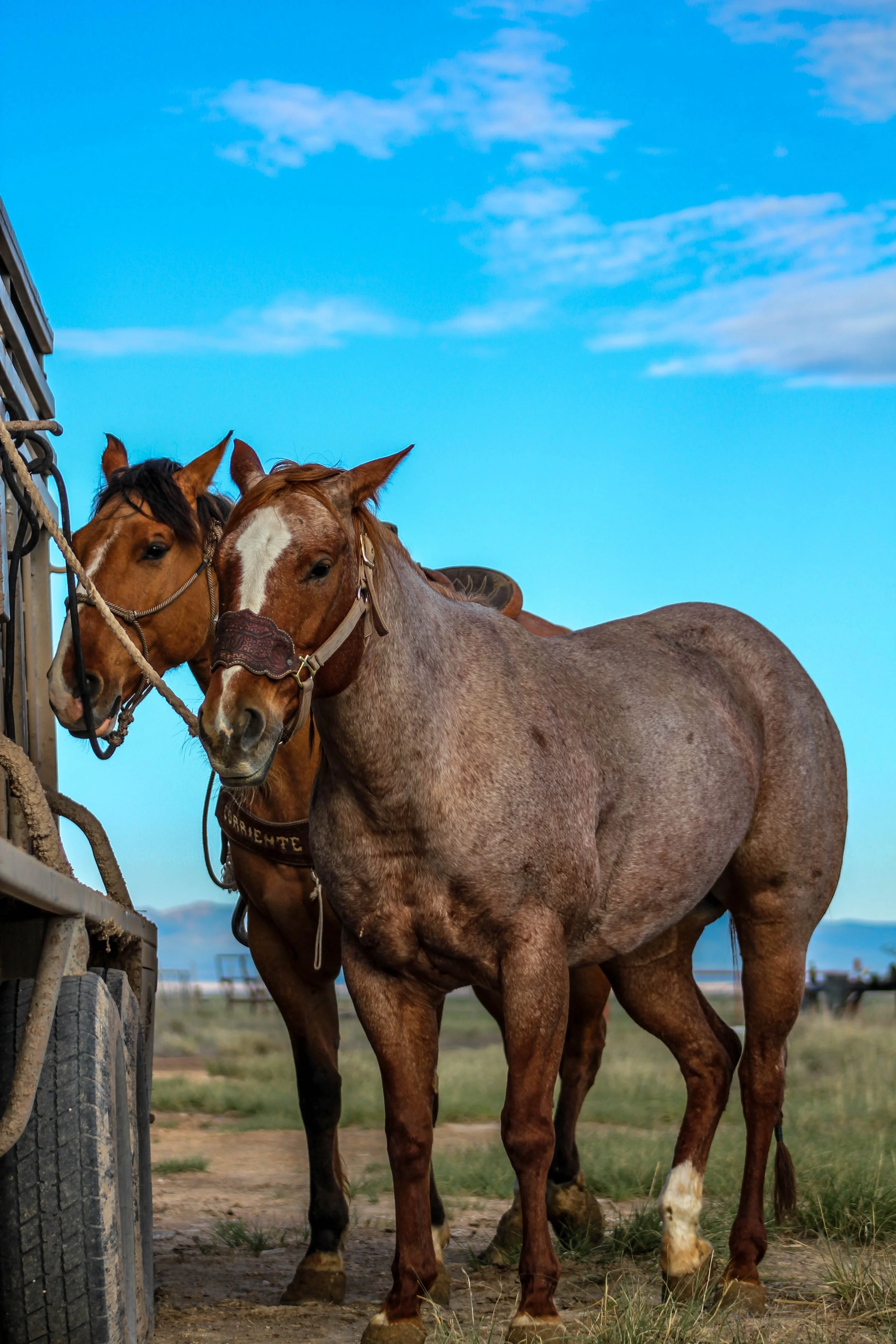 2023_05_23_WryeBranding_NJC-14 - Copy.jpg