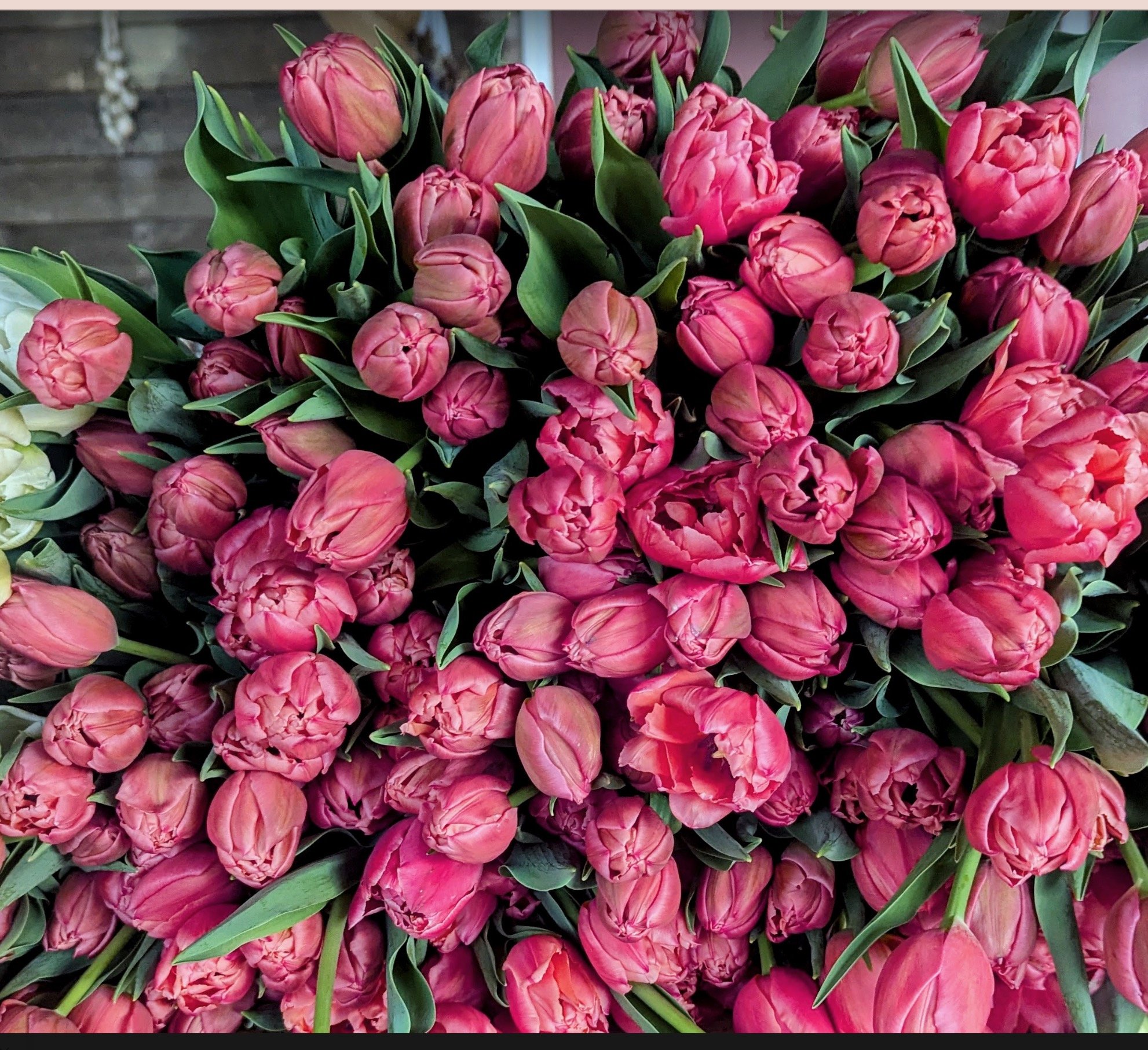 Screenshot 2026-01-20 at 11.29.34 AM.jpeg