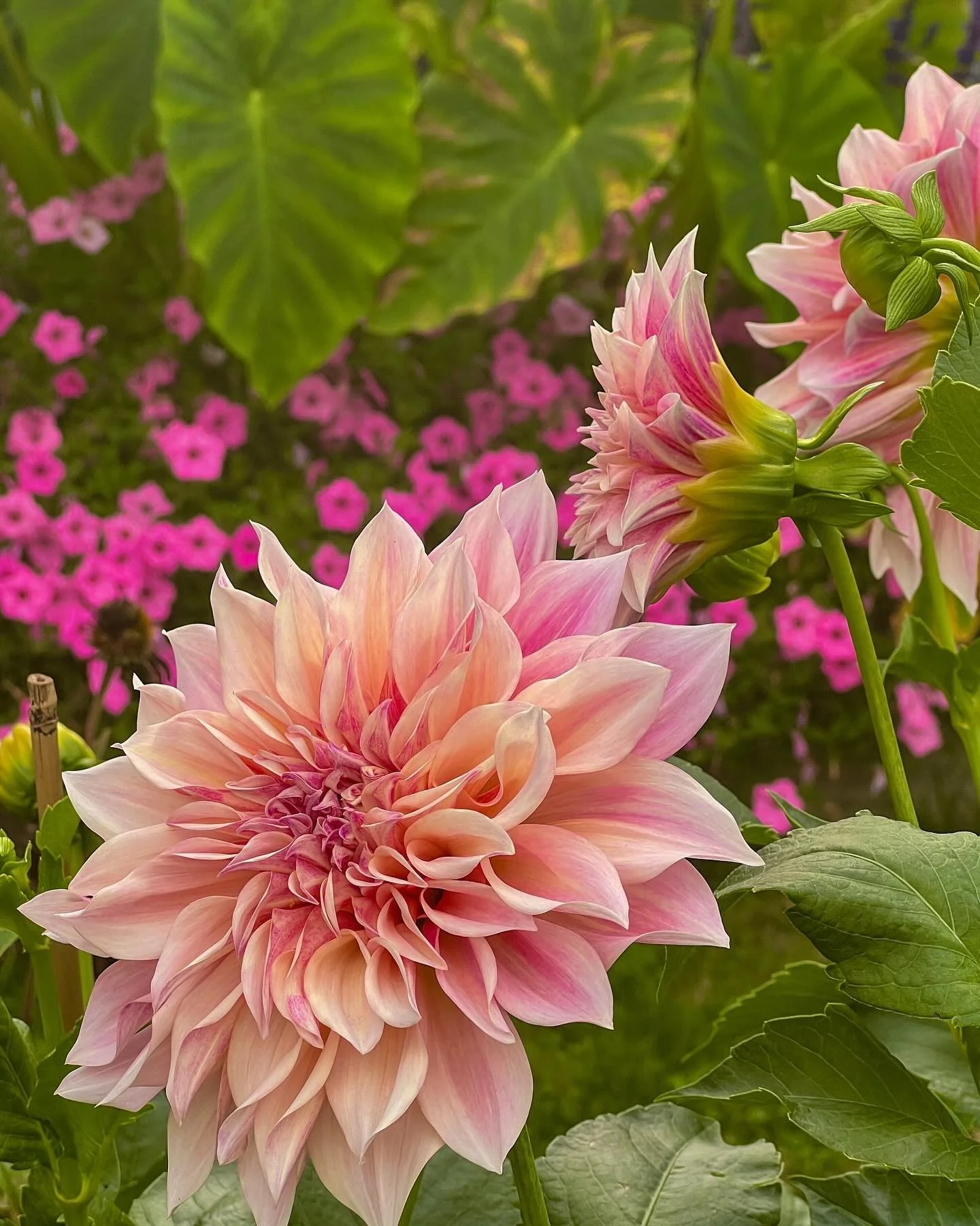 Mid-October and the dahlias are still going strong — standing tall as the petunias and Colocasia fade. Every garden has its late-season stars.
#FineGardening #Dahlias #OctoberGarden #FallColor
#AldenLaurel #cafeaulait #ConcordMa #LincolnMa