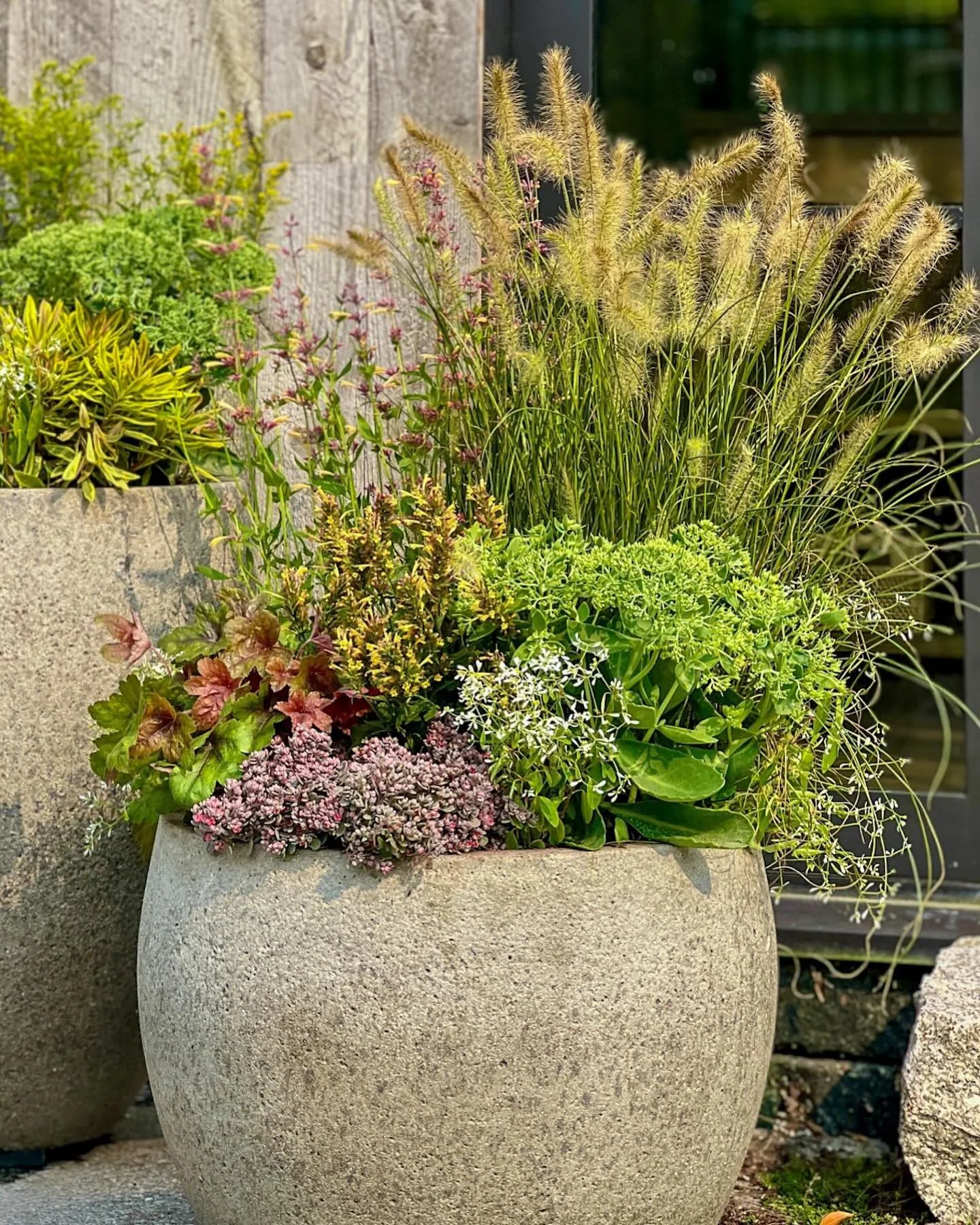 This fall planter is all about texture and tone—soft seed heads of Pennisetum alopecuroides play against Sedum ‘Autumn Joy’, bronze Heuchera, and airy Euphorbia ‘Diamond Frost’. A perfect mix of structure and softness to