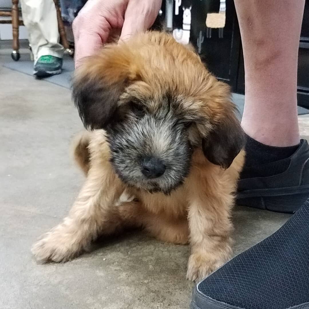 We had a visitor in the shop today. It's always fun when a puppy comes to visit.
#bikeshoplife #bikeshop