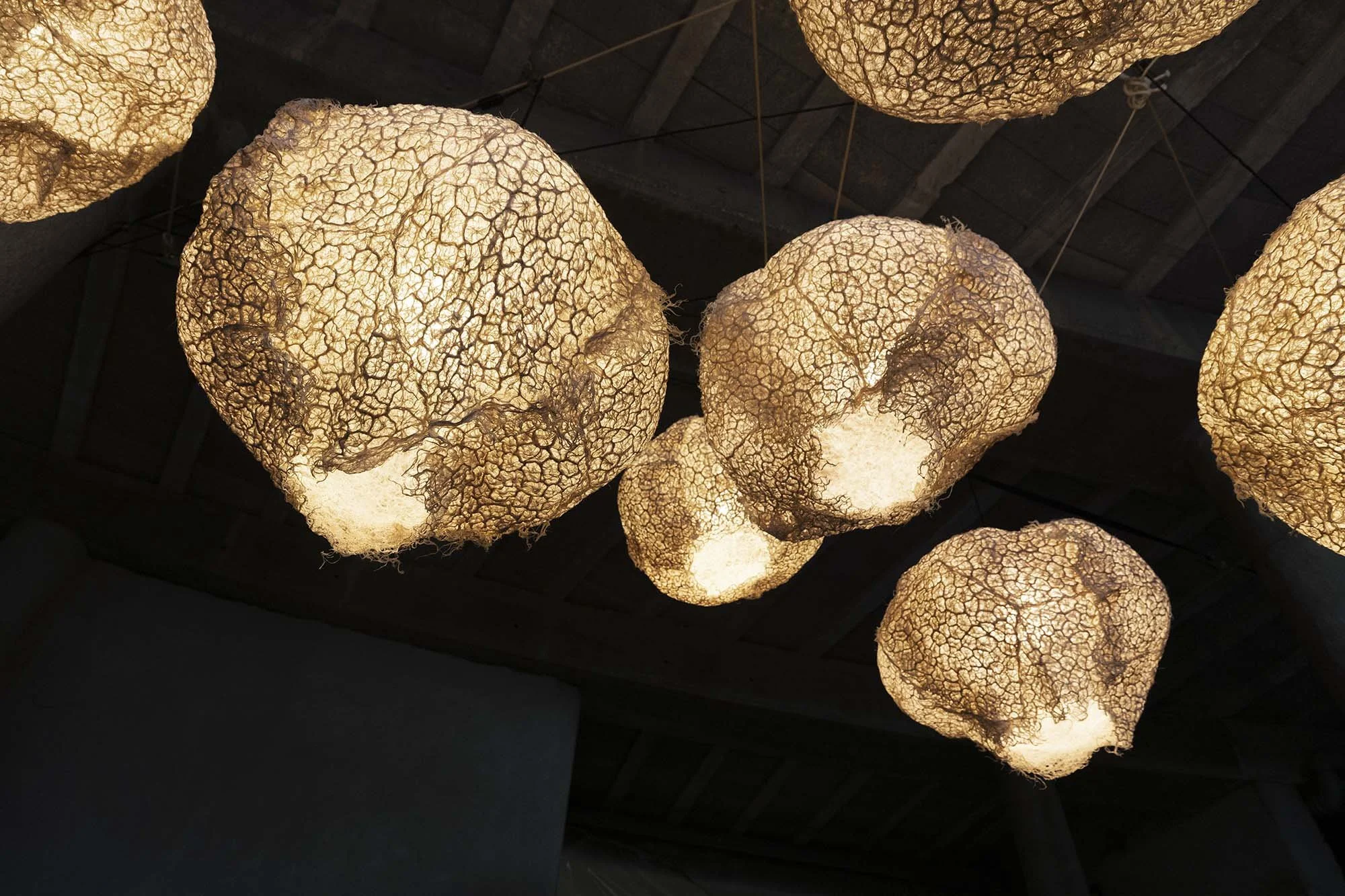 Root Light Ideas ROOTFULL - Grows Lighting & Craft From Plant Root.
