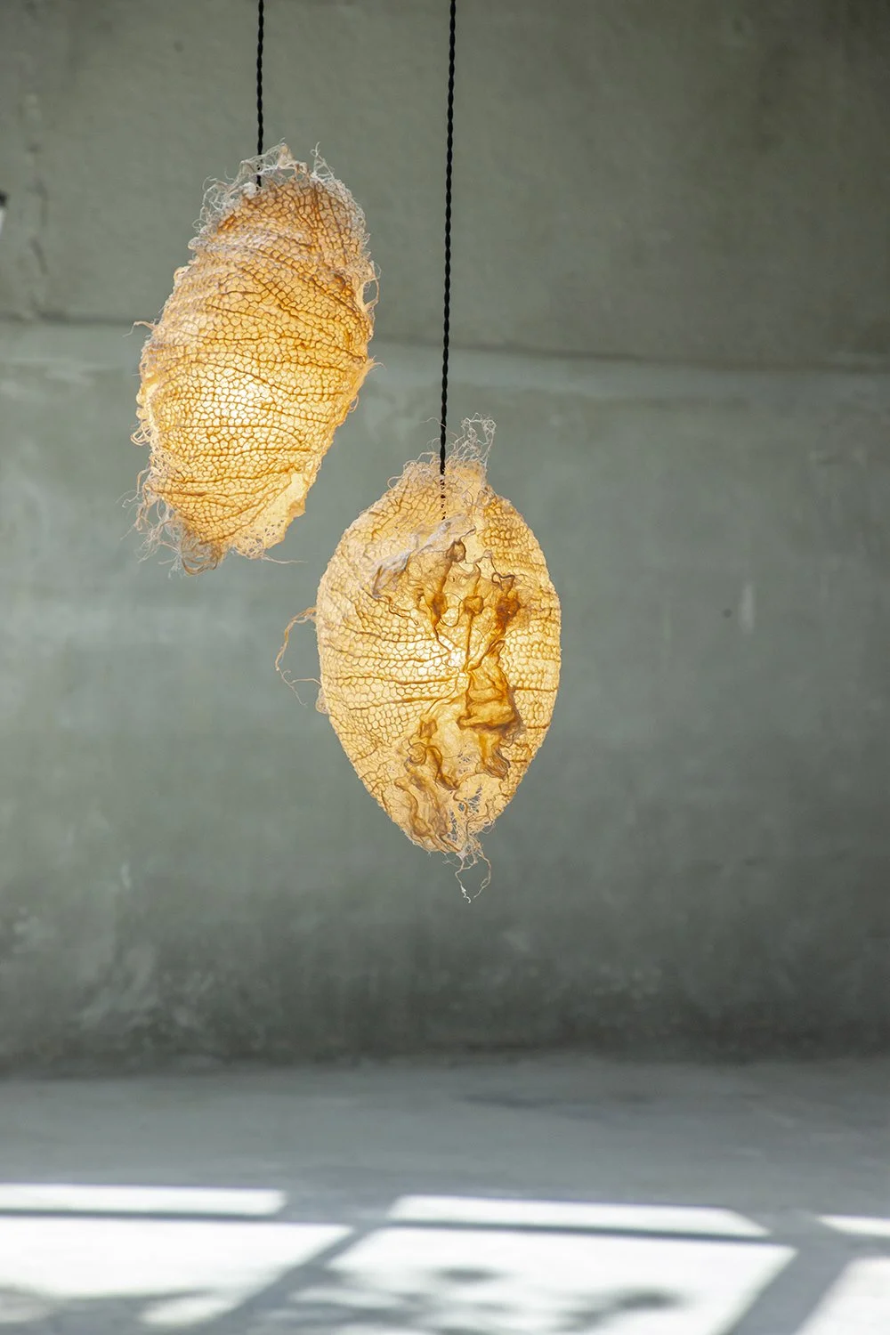 Contemporary bio-design and unique pieces crafted from root — Rootfull