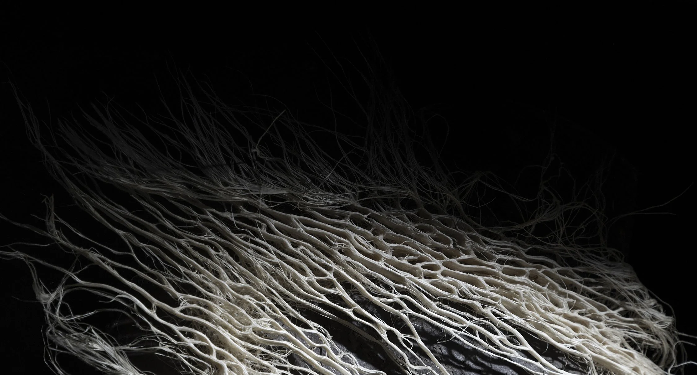 INTRODUCING A REVOLUTIONARY PLANT ROOT TEXTILE — Rootfull