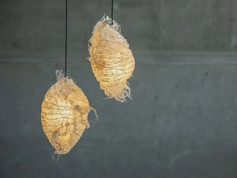 Rootfull Collections | Unique Root-Grown Living Textiles & Lighting ...