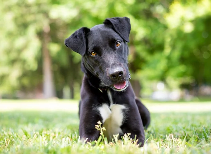 Dog Boarding in Oroville: Why Safety and Comfort Matter More Than Price